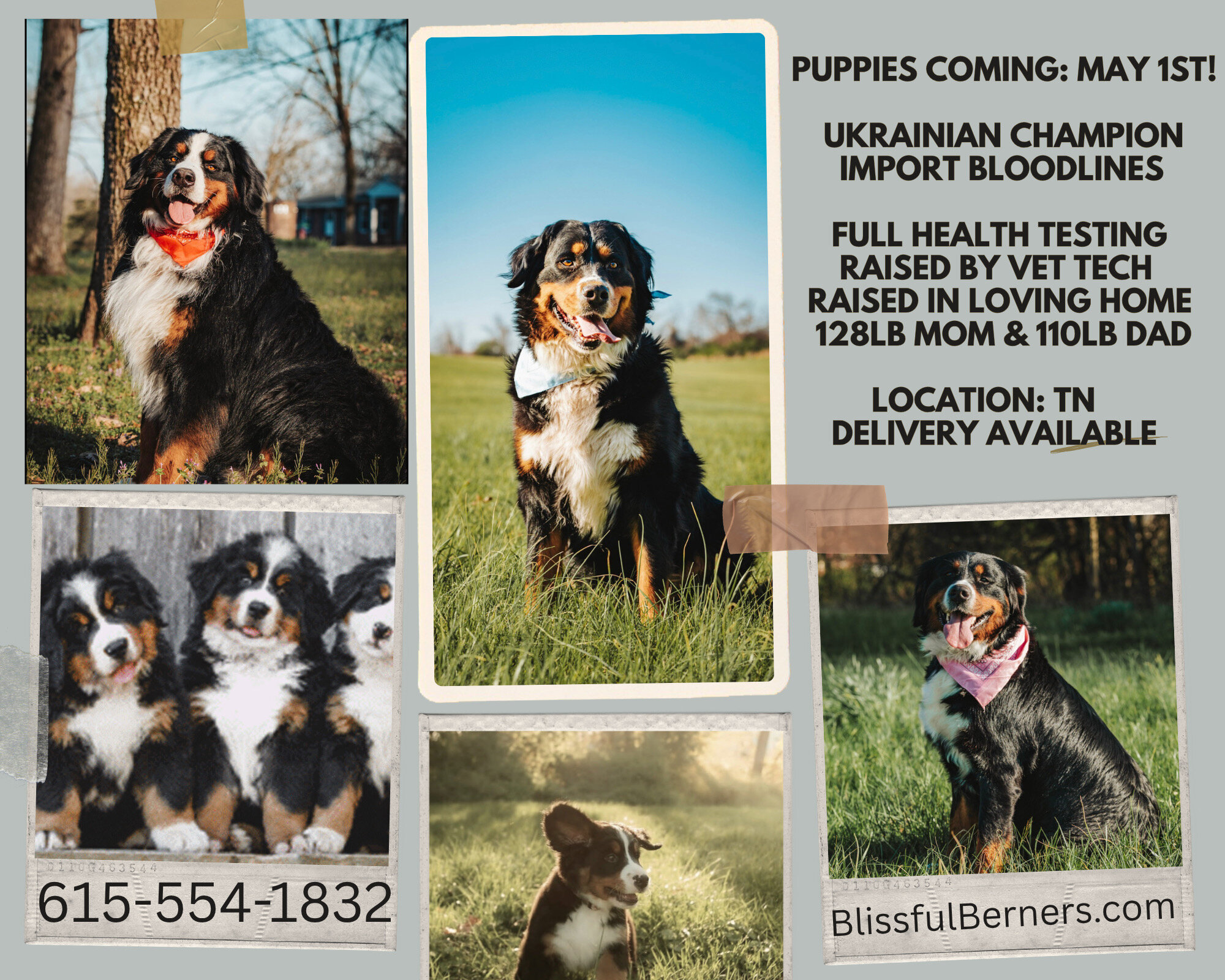 AKC IMPORT BERNESE PUPPIES image 9