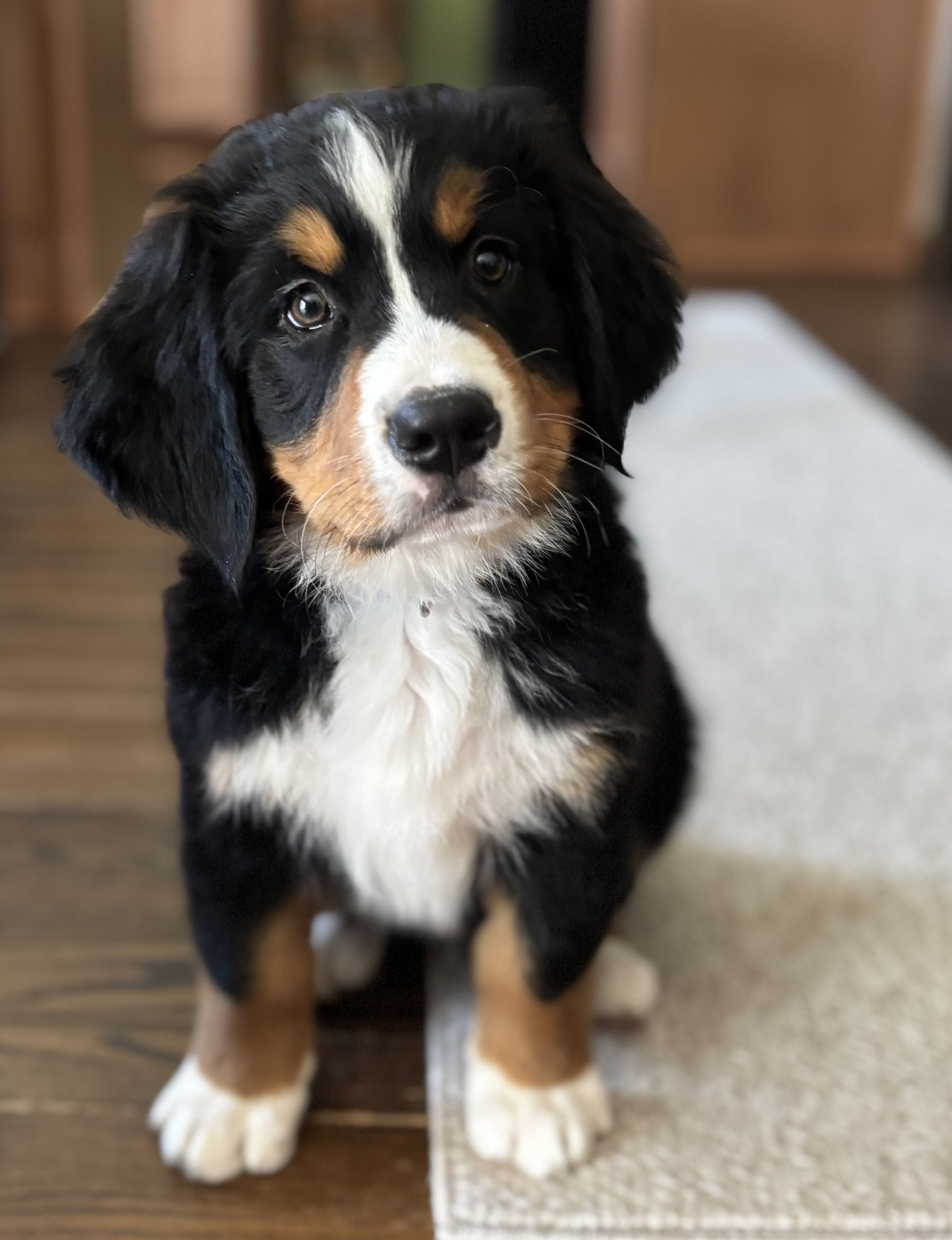 AKC IMPORT BERNESE PUPPIES image 3