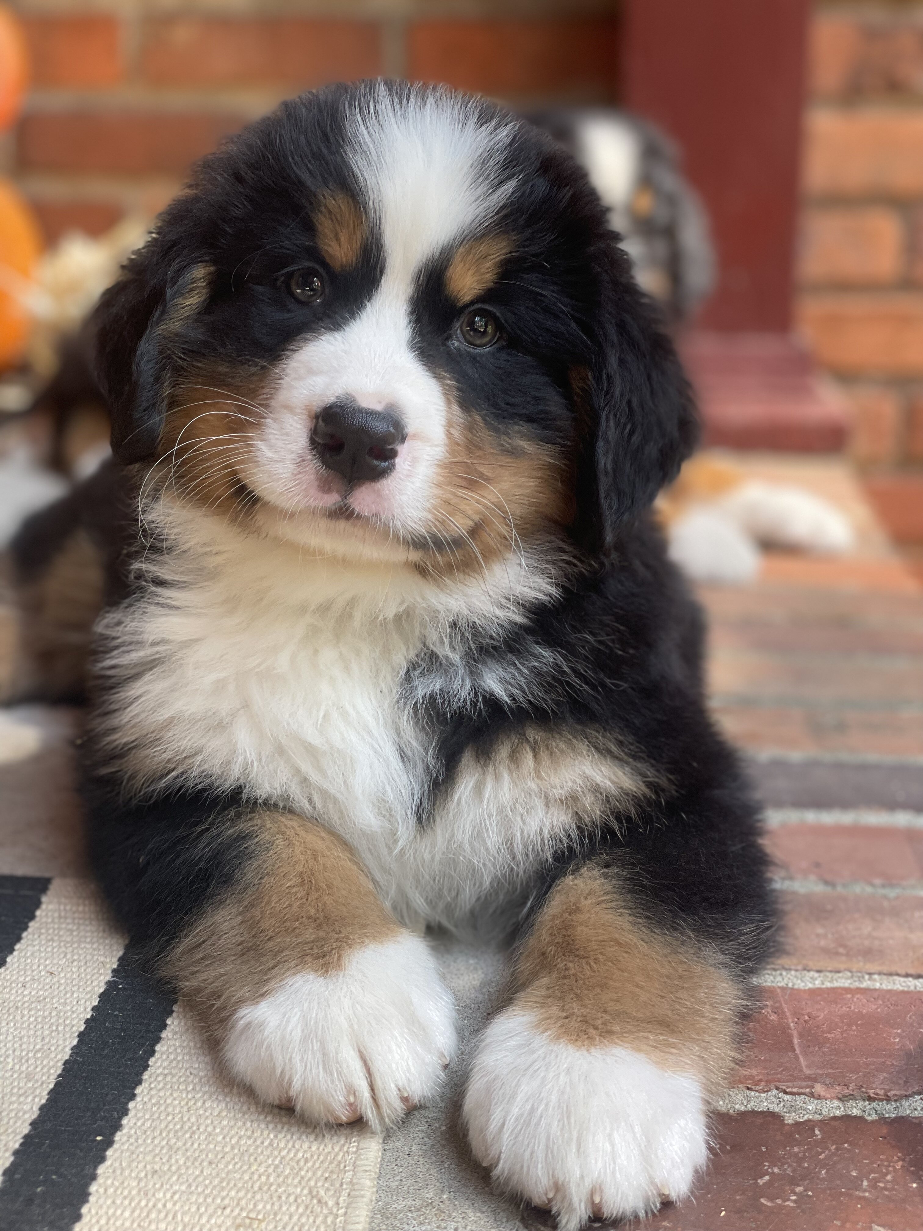 AKC IMPORT BERNESE PUPPIES image 1