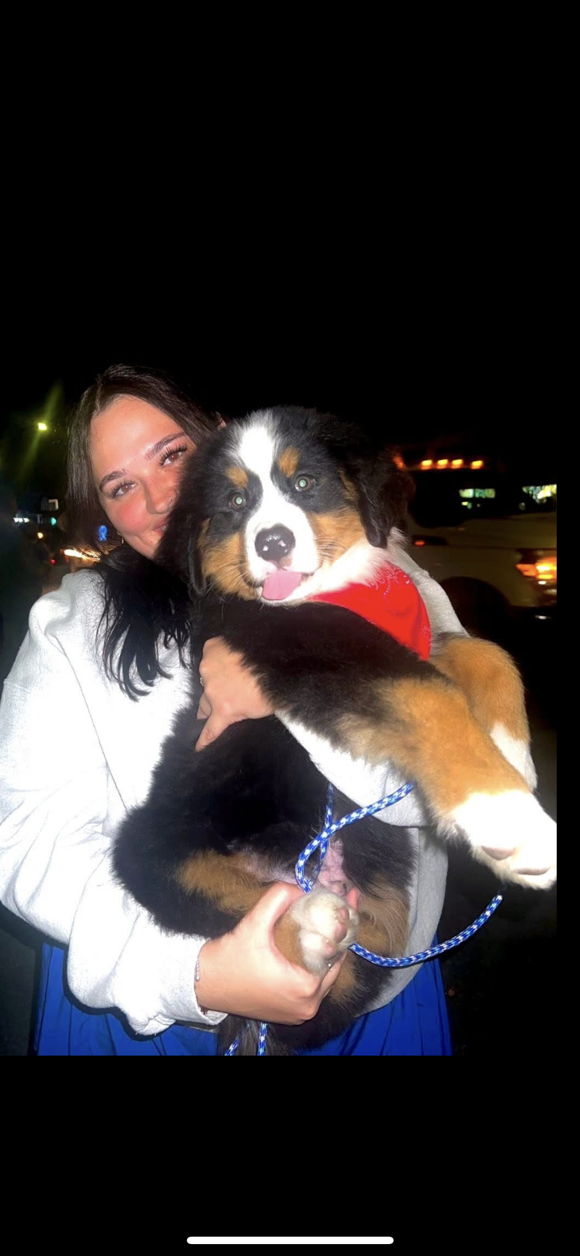 AKC IMPORT BERNESE PUPPIES image 2