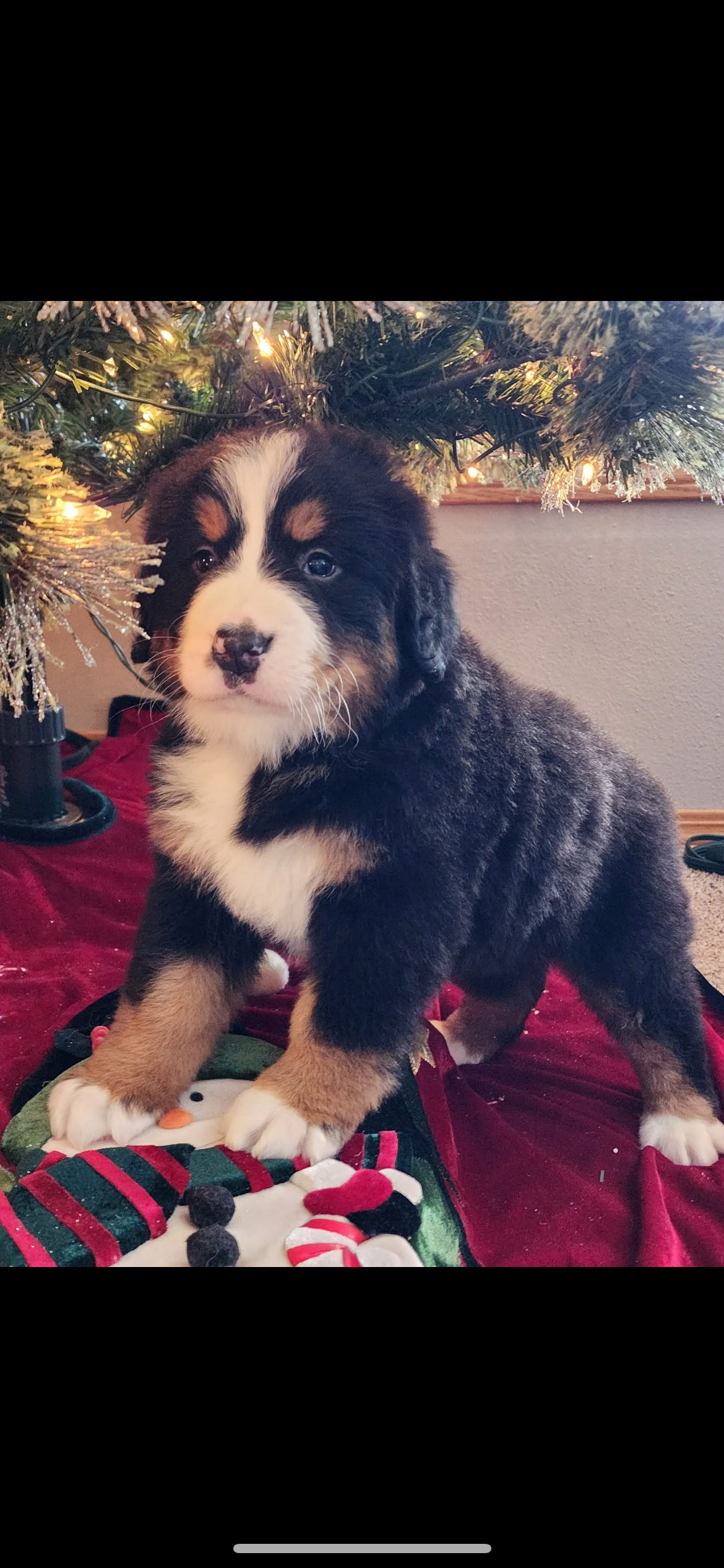 AKC IMPORT BERNESE PUPPIES image 8