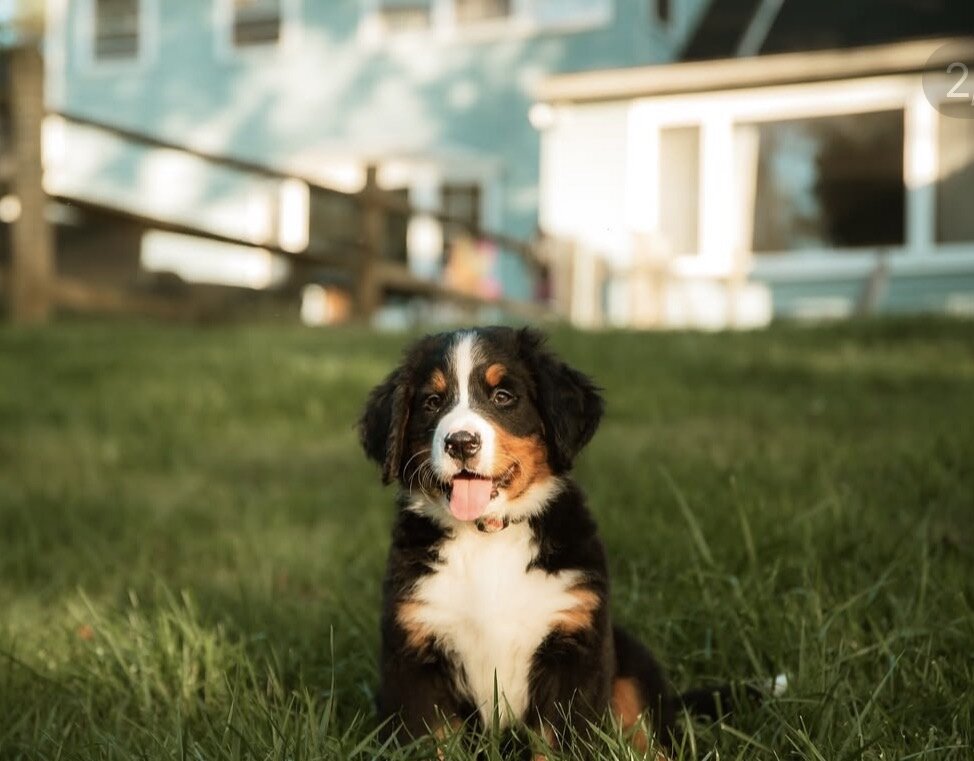 AKC IMPORT BERNESE PUPPIES image 7