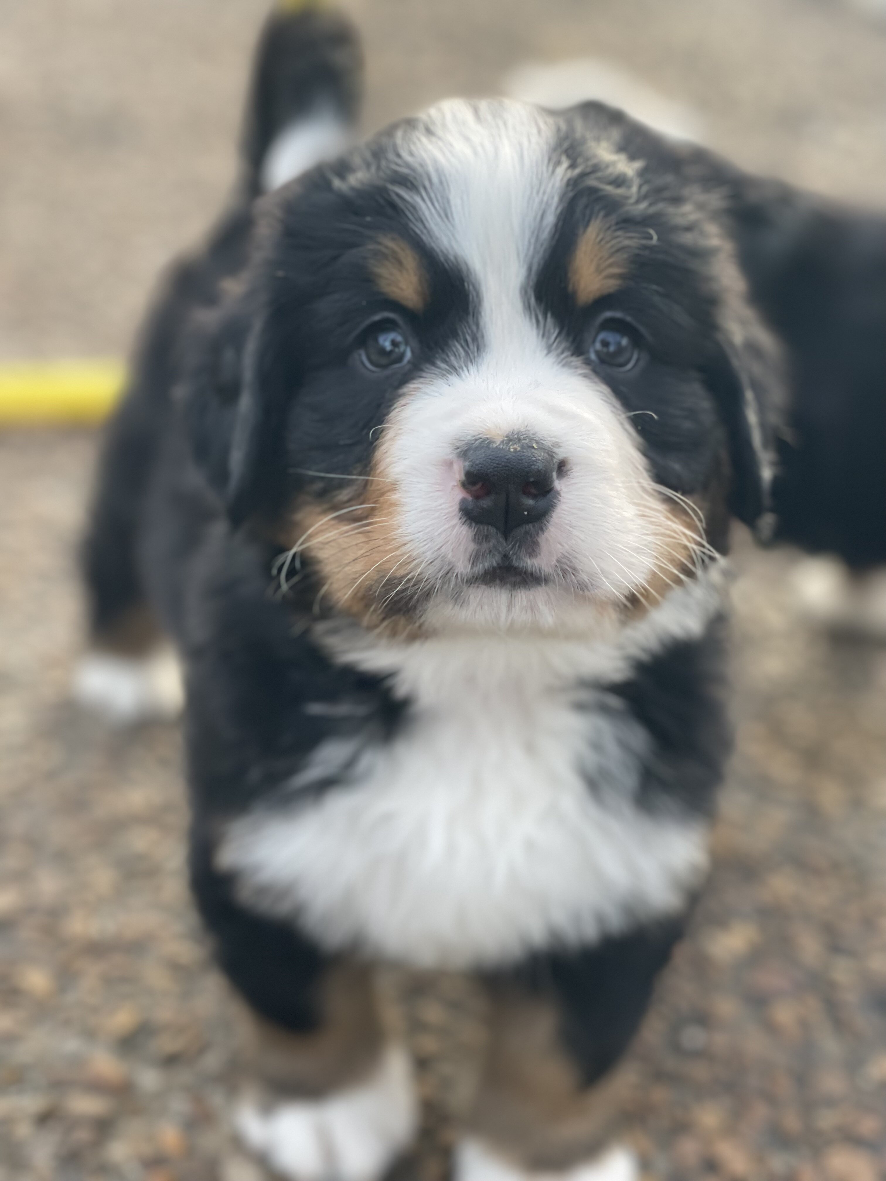 AKC IMPORT BERNESE PUPPIES image 5