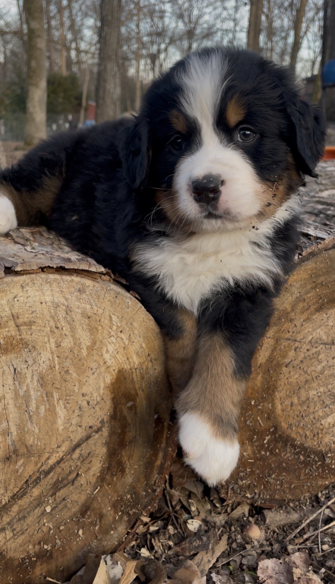AKC IMPORT BERNESE PUPPIES image 6