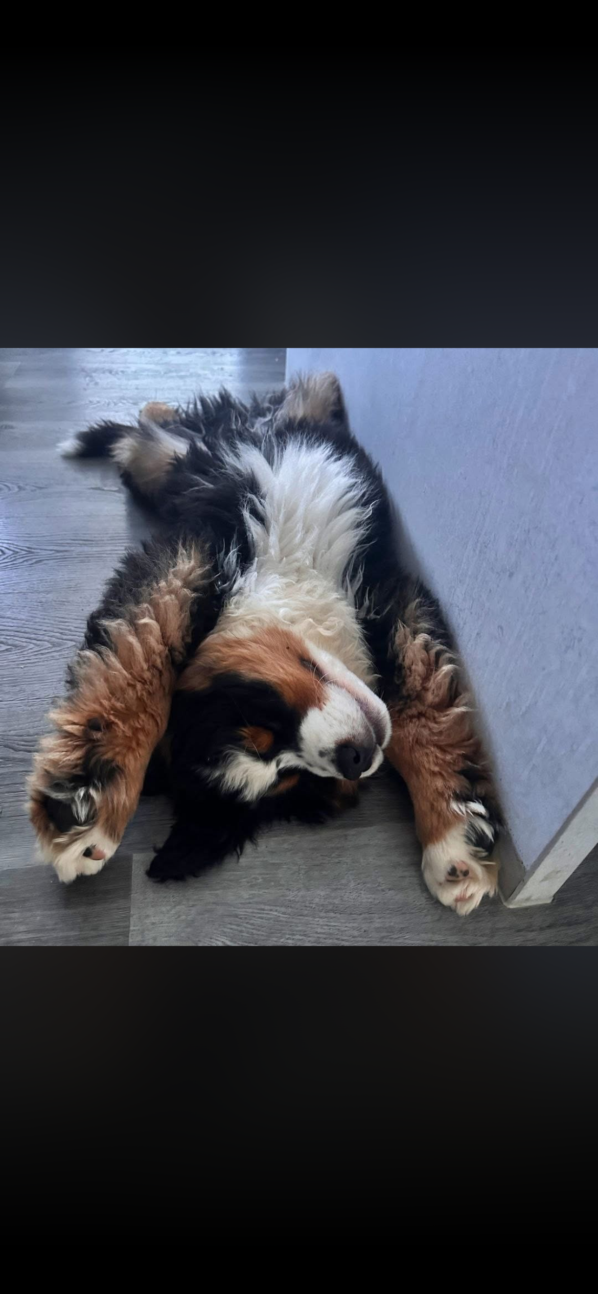 AKC IMPORT BERNESE PUPPIES image 10