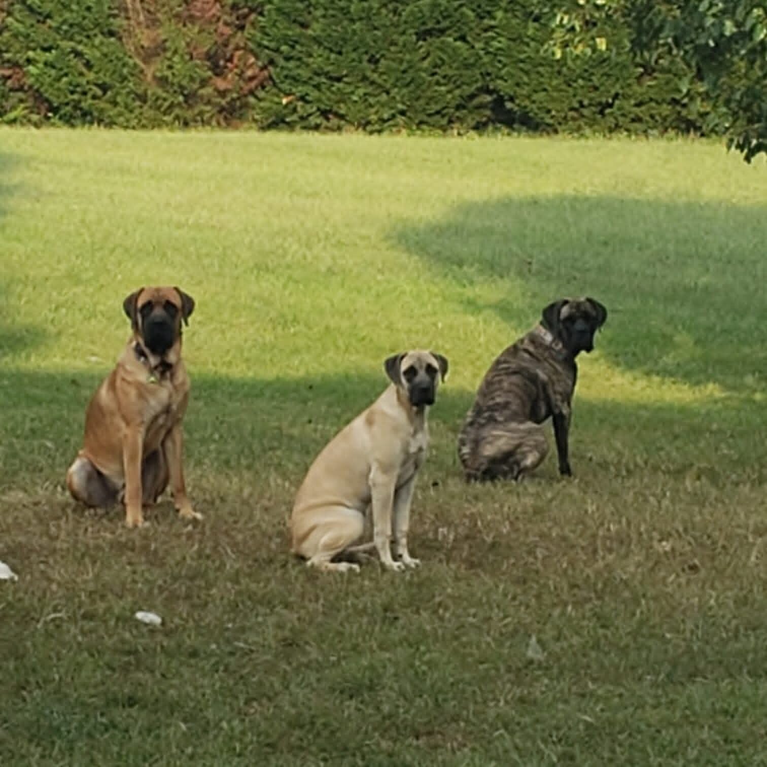 Mastiff Puppies image 1