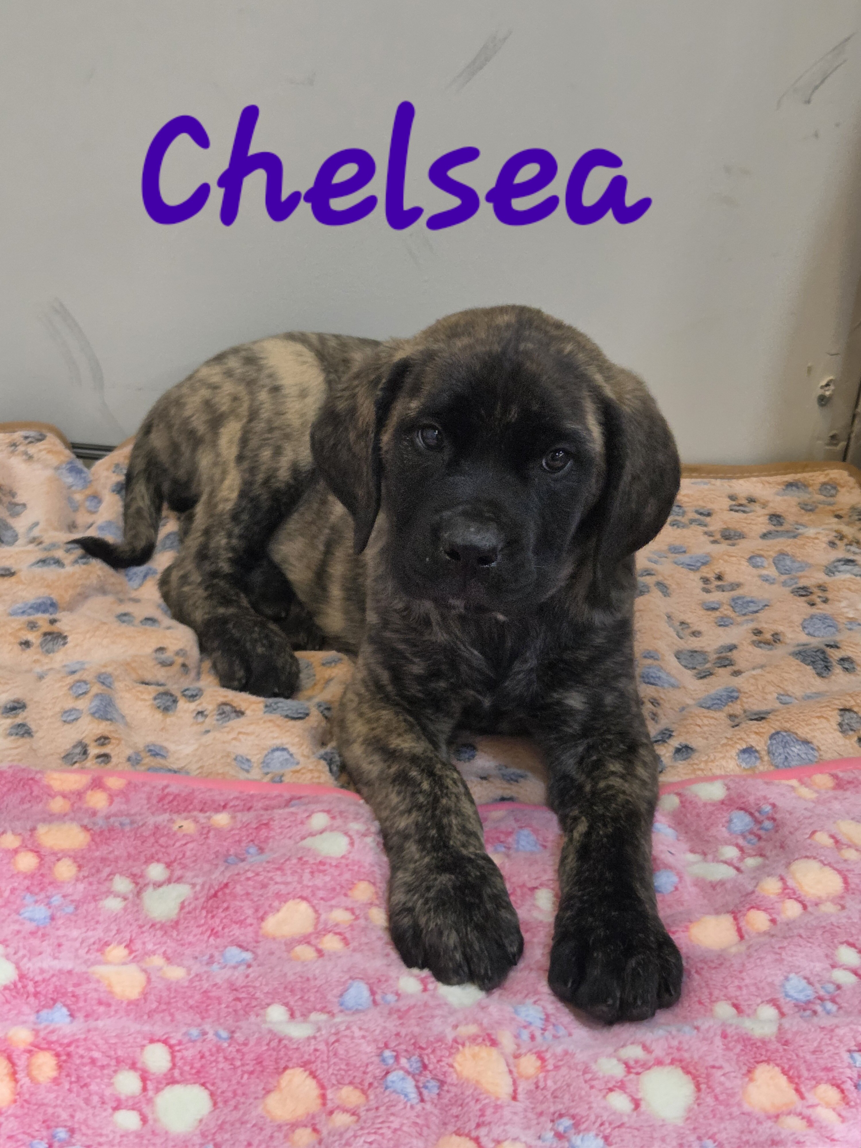 Mastiff Puppies image 2