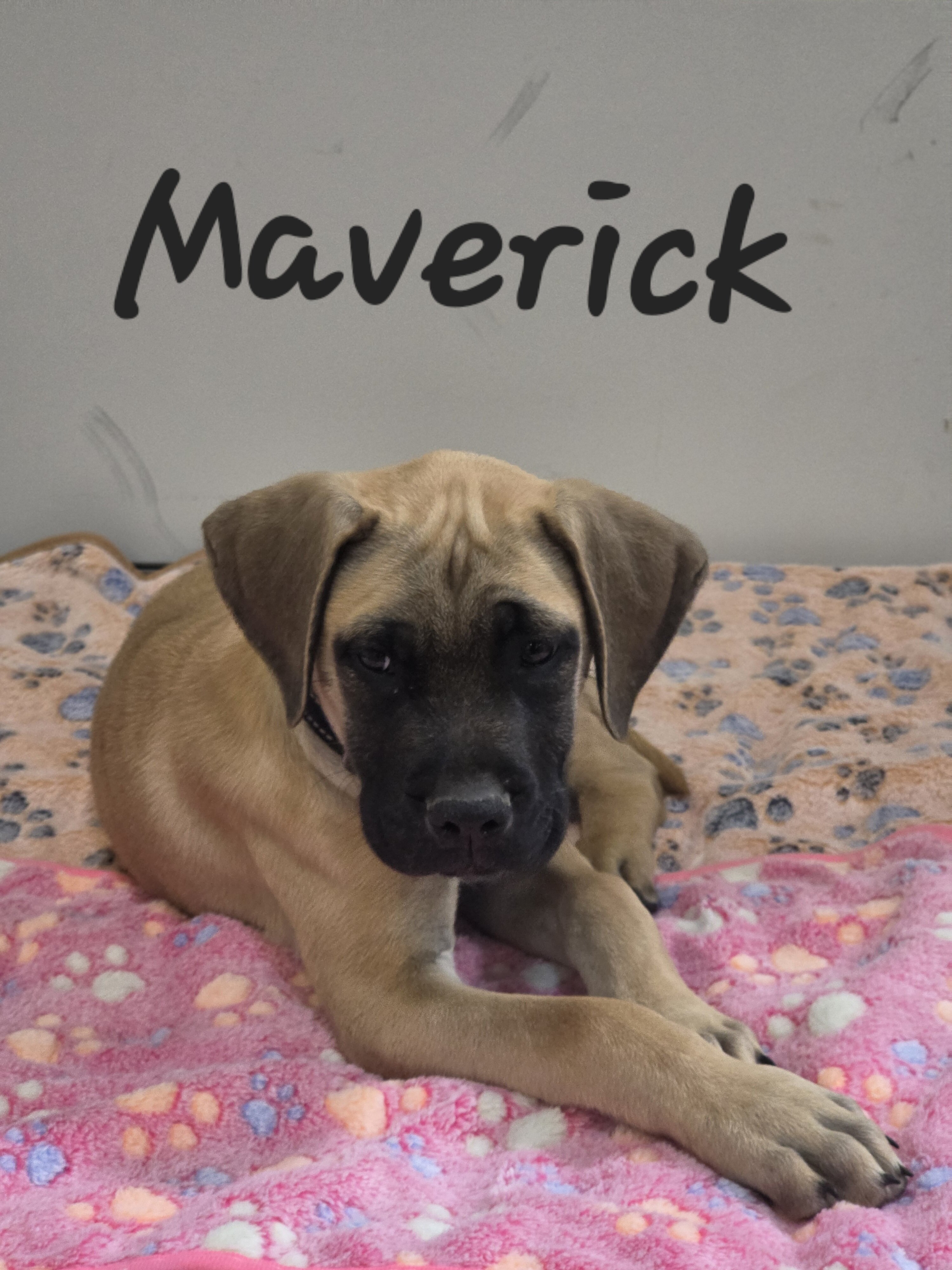 Mastiff Puppies image 5