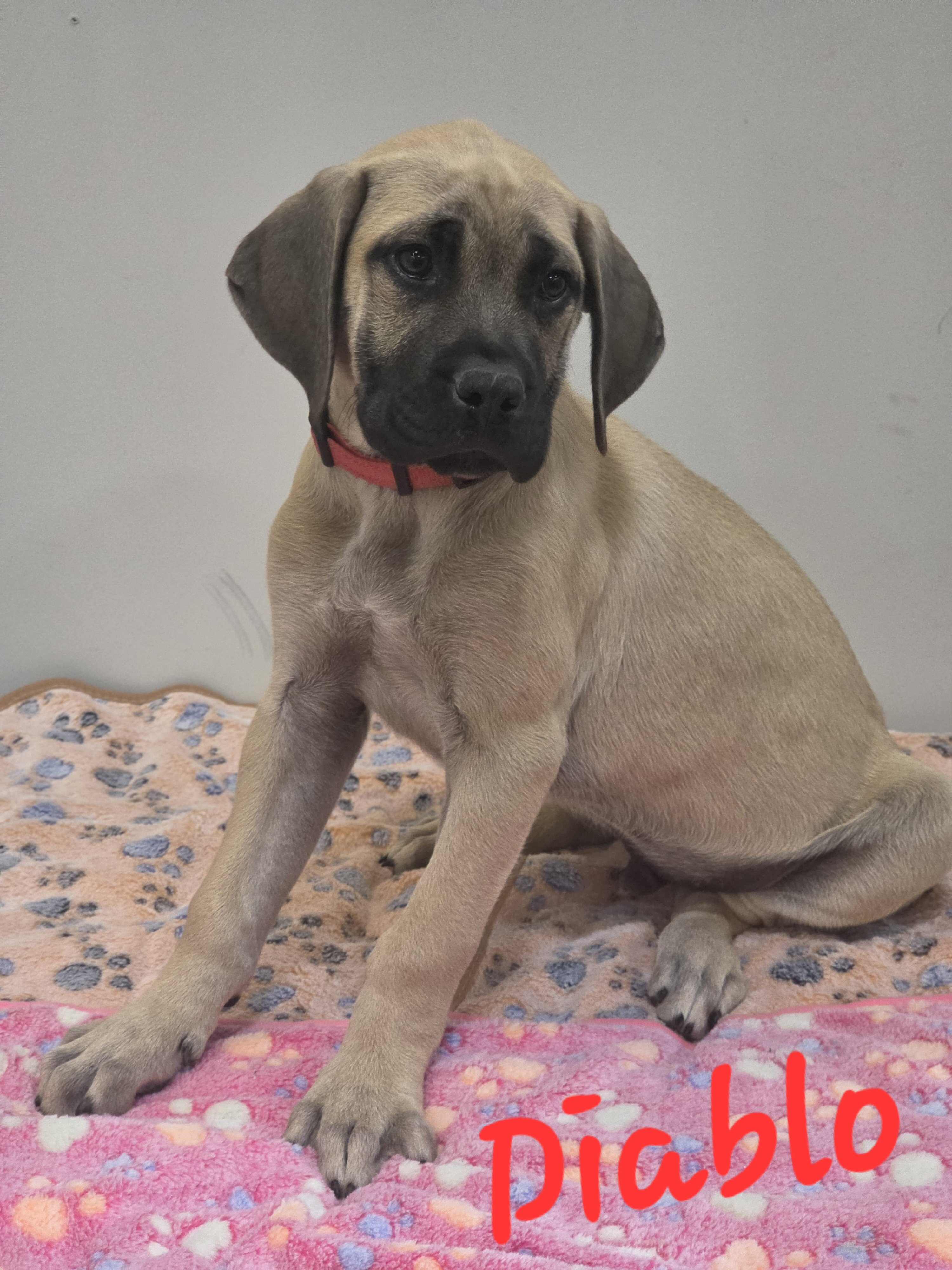 Mastiff Puppies image 4