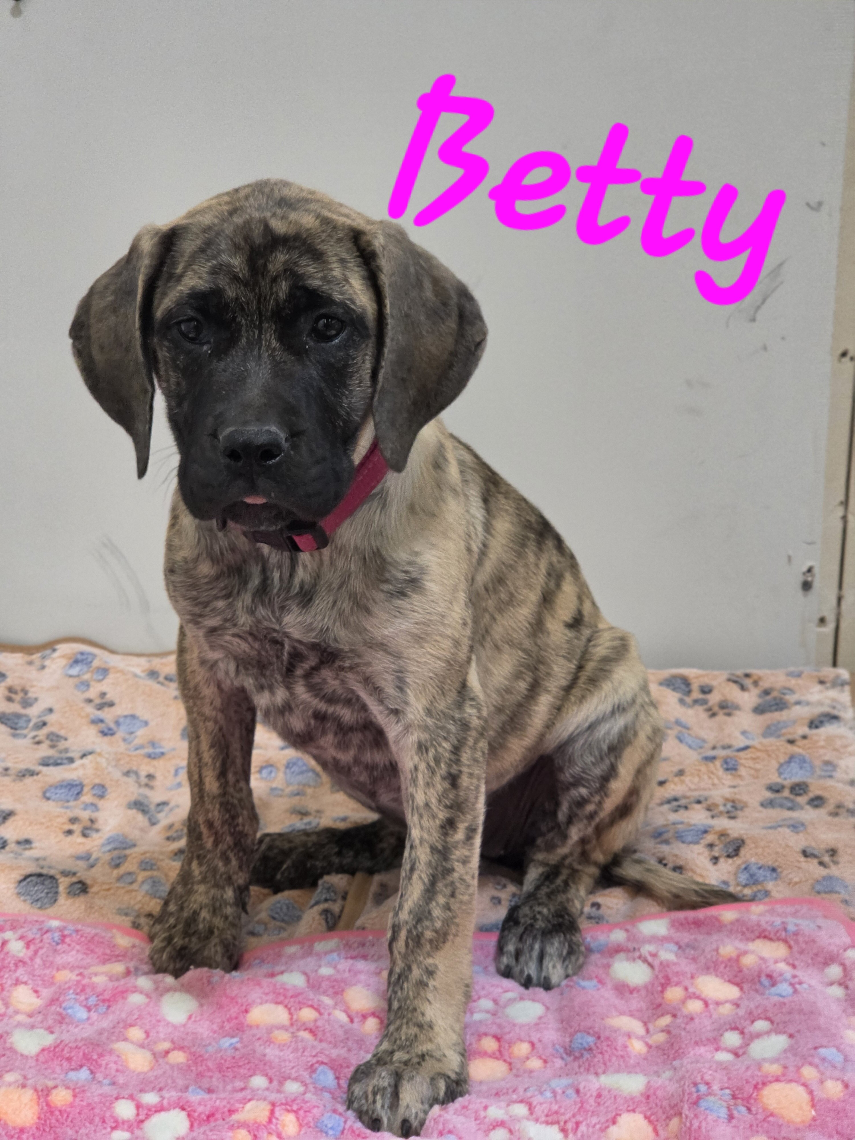 Mastiff Puppies image 6