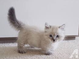 Caring Munchkin Kittens For New Homes.7194025537 image 1