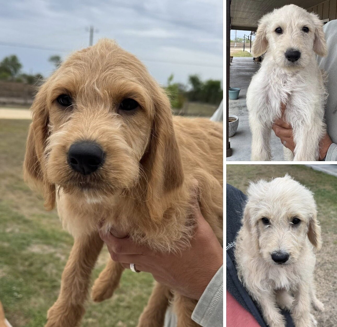 Labradoodle Puppies image 5