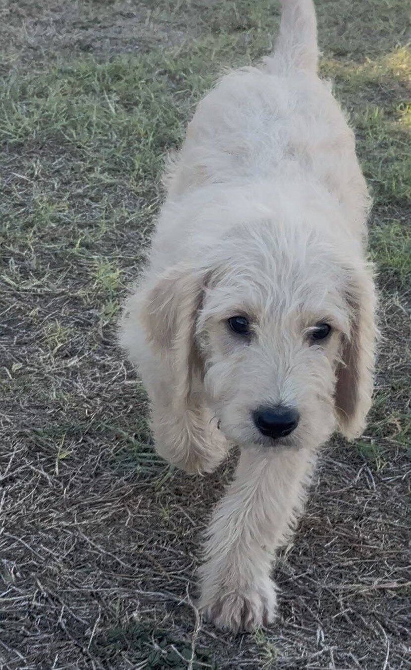 Labradoodle Puppies image 3