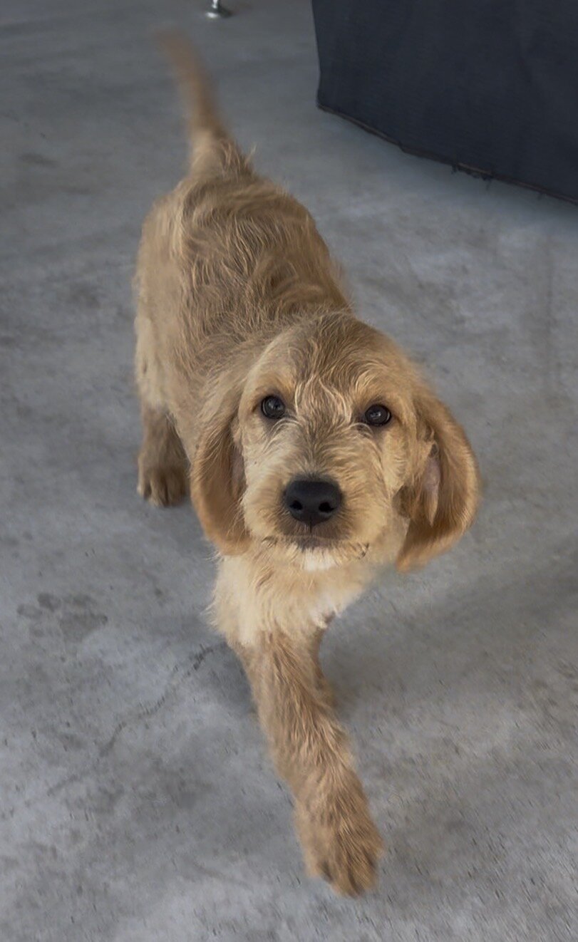 Labradoodle Puppies image 2