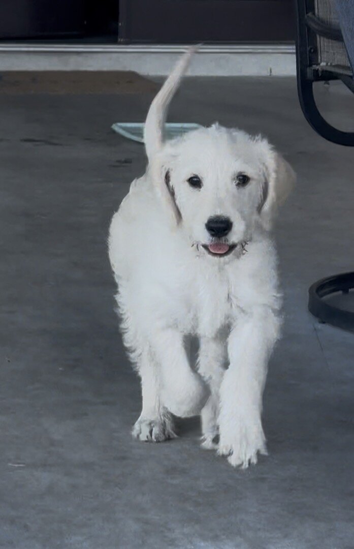 Labradoodle Puppies image 1