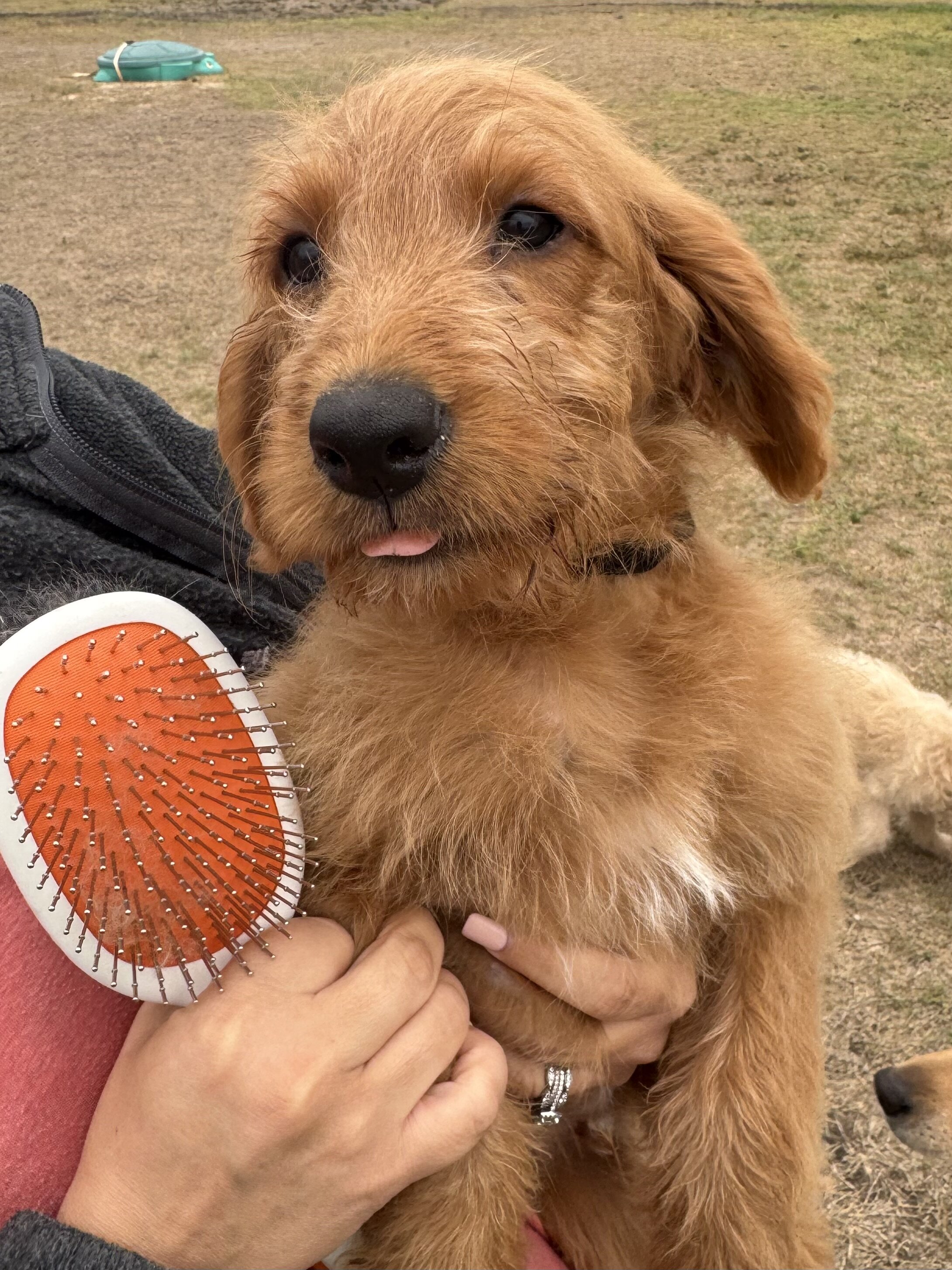 Labradoodle Puppies image 4