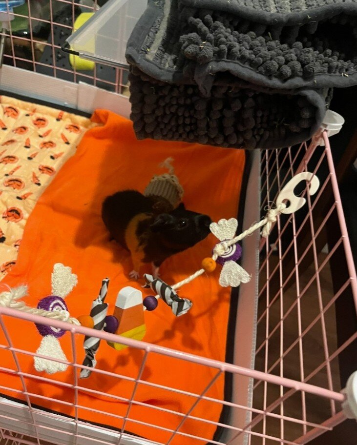 Guinea pig image 1