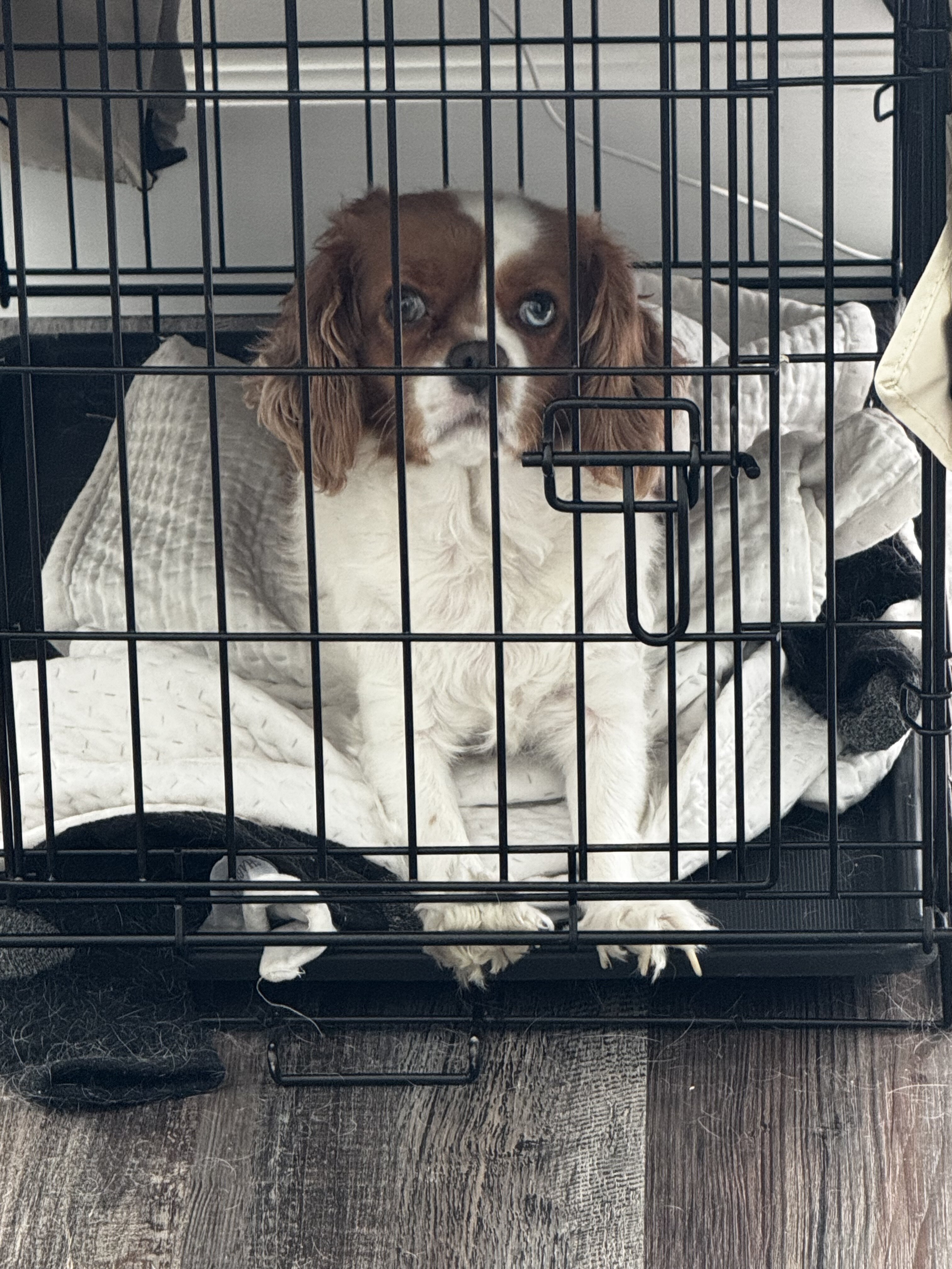 cavalier king charles spaniel image 6