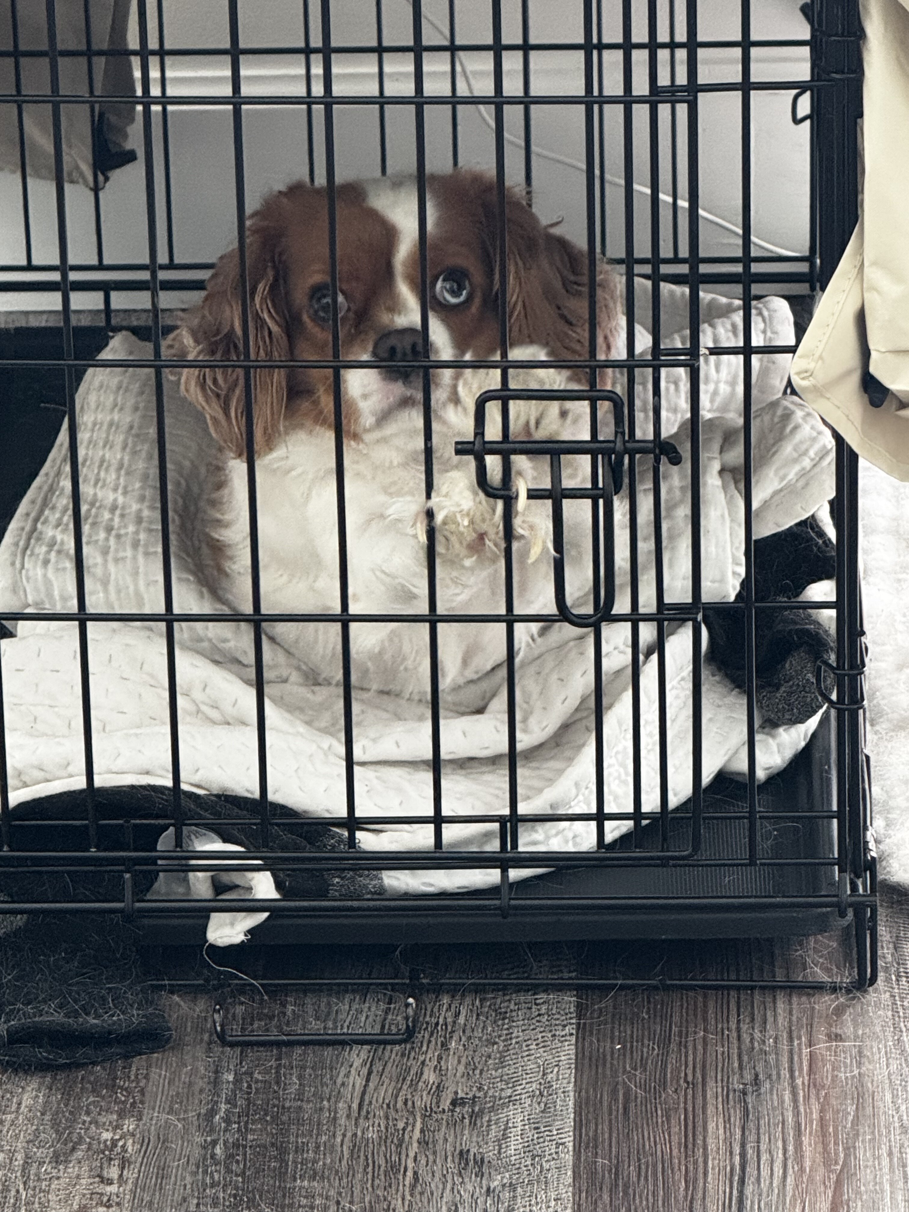 cavalier king charles spaniel image 3