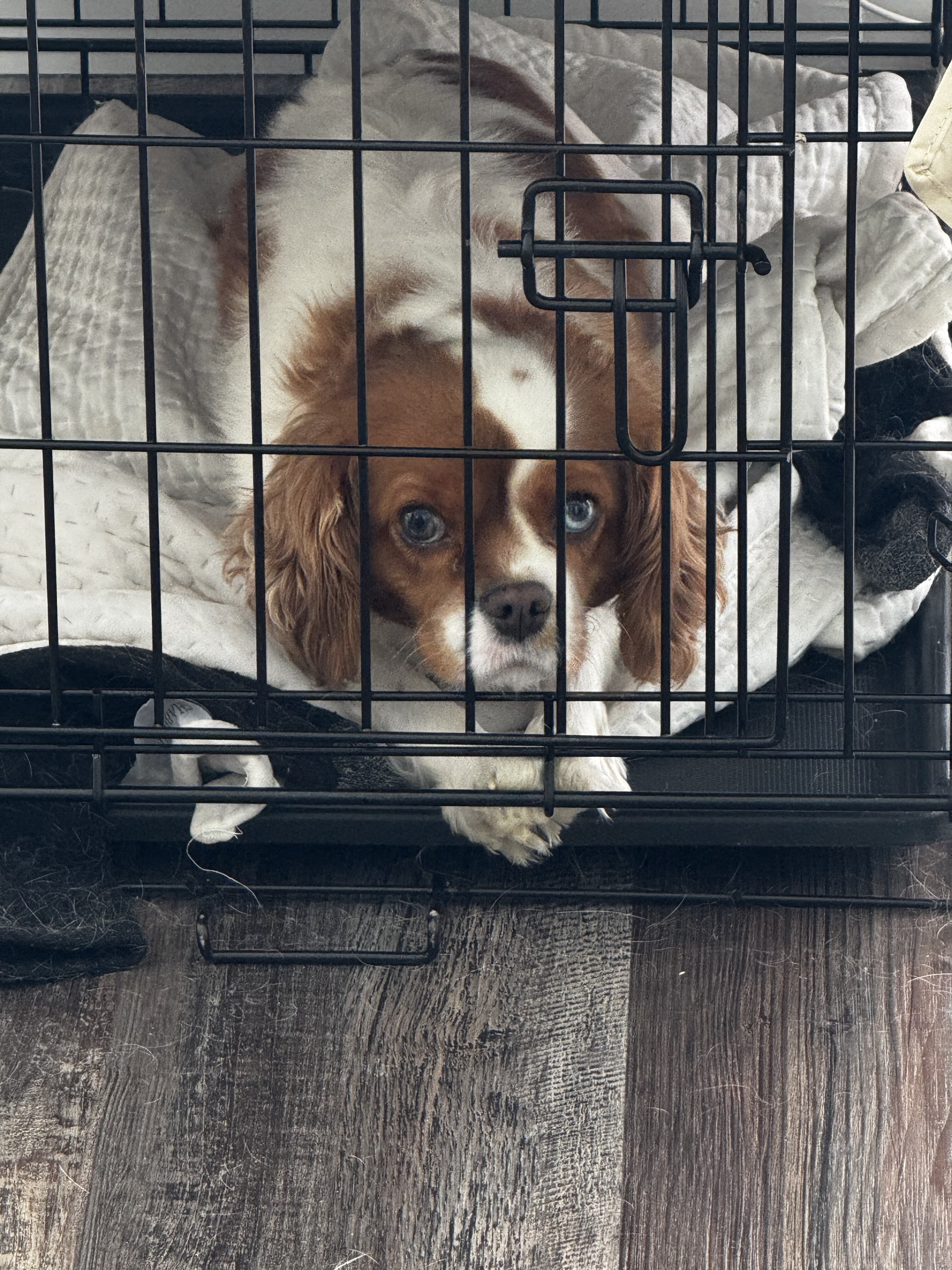 cavalier king charles spaniel image 2