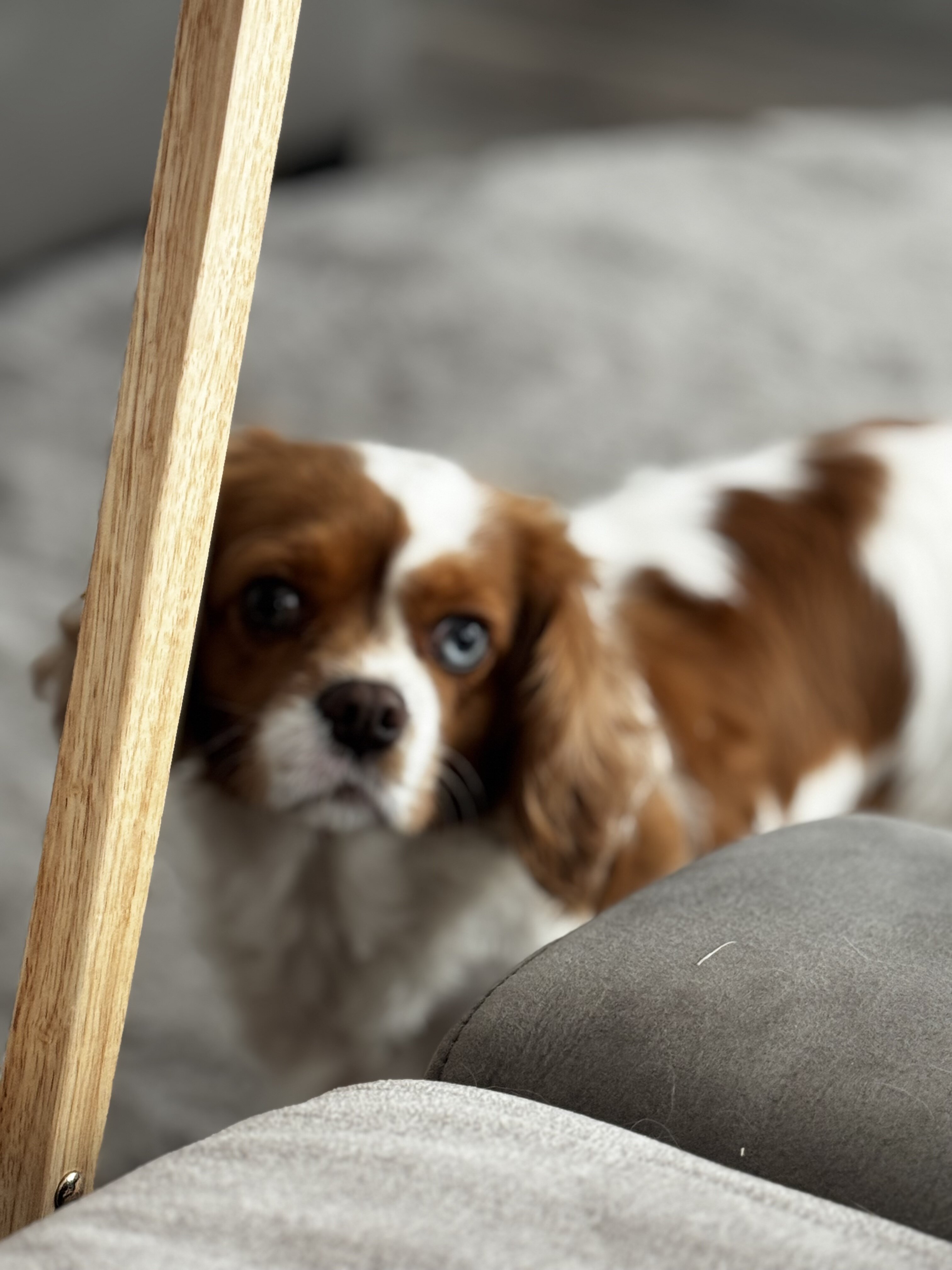 cavalier king charles spaniel image 7