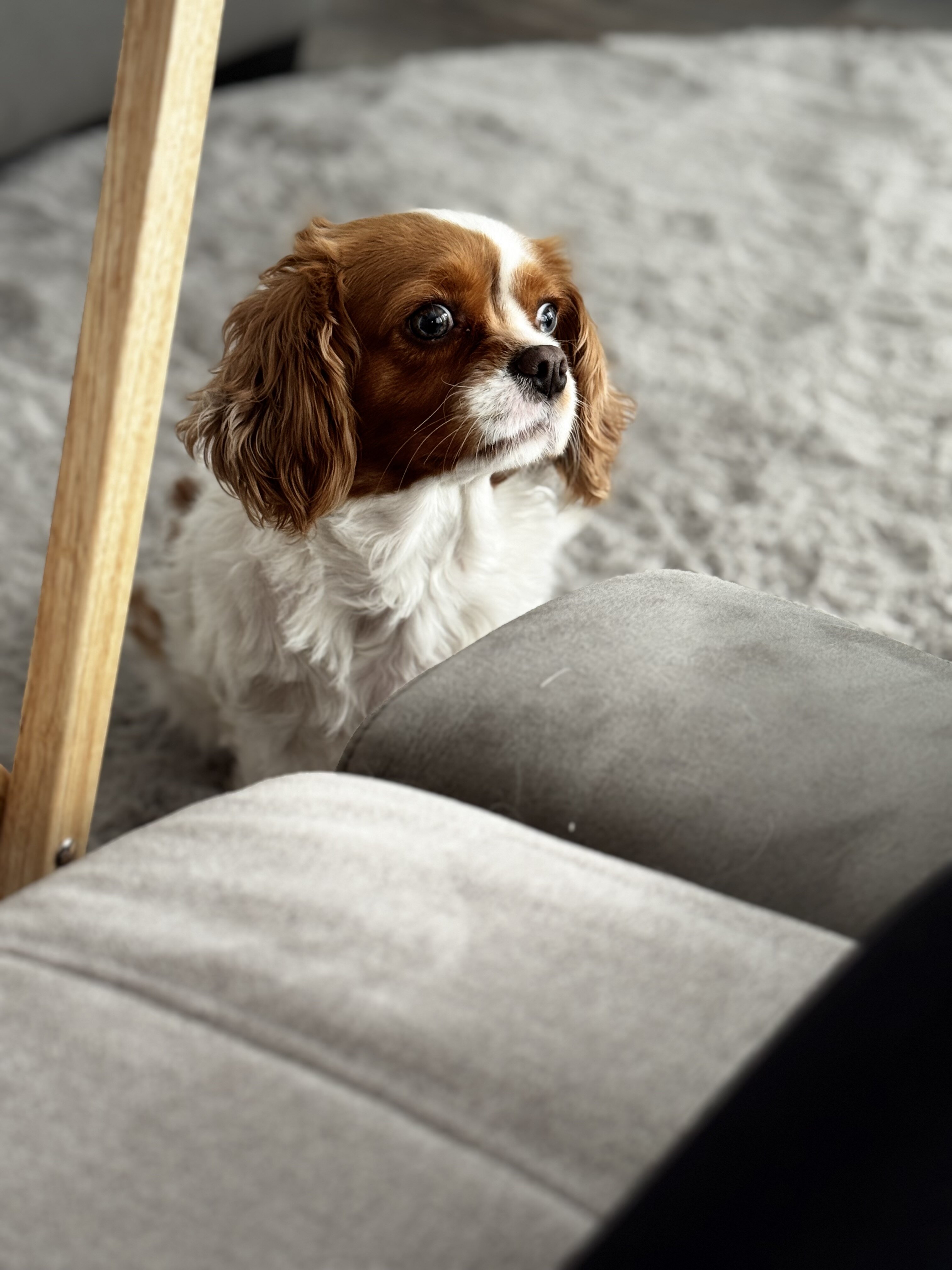 cavalier king charles spaniel image 4