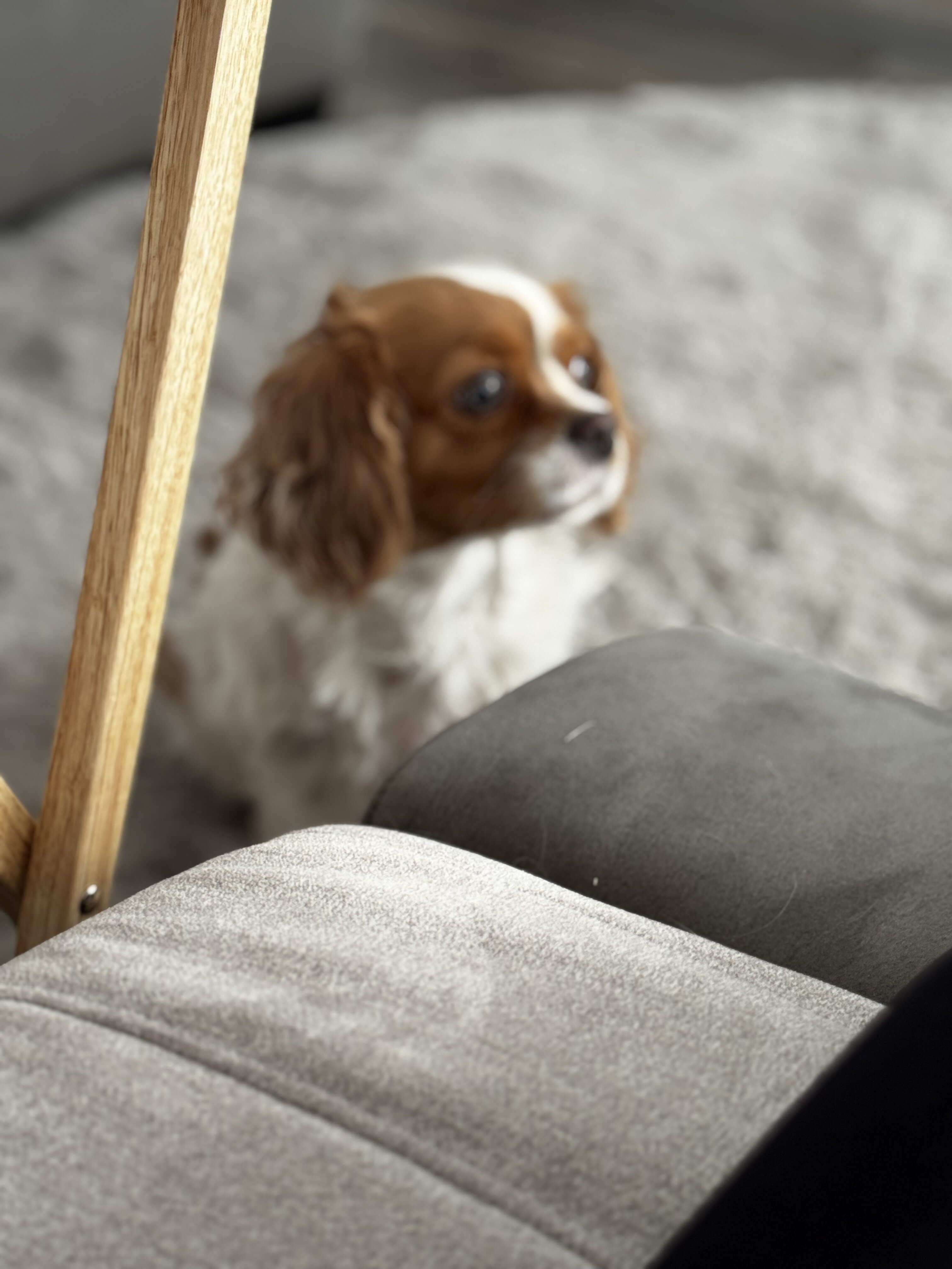 cavalier king charles spaniel image 1