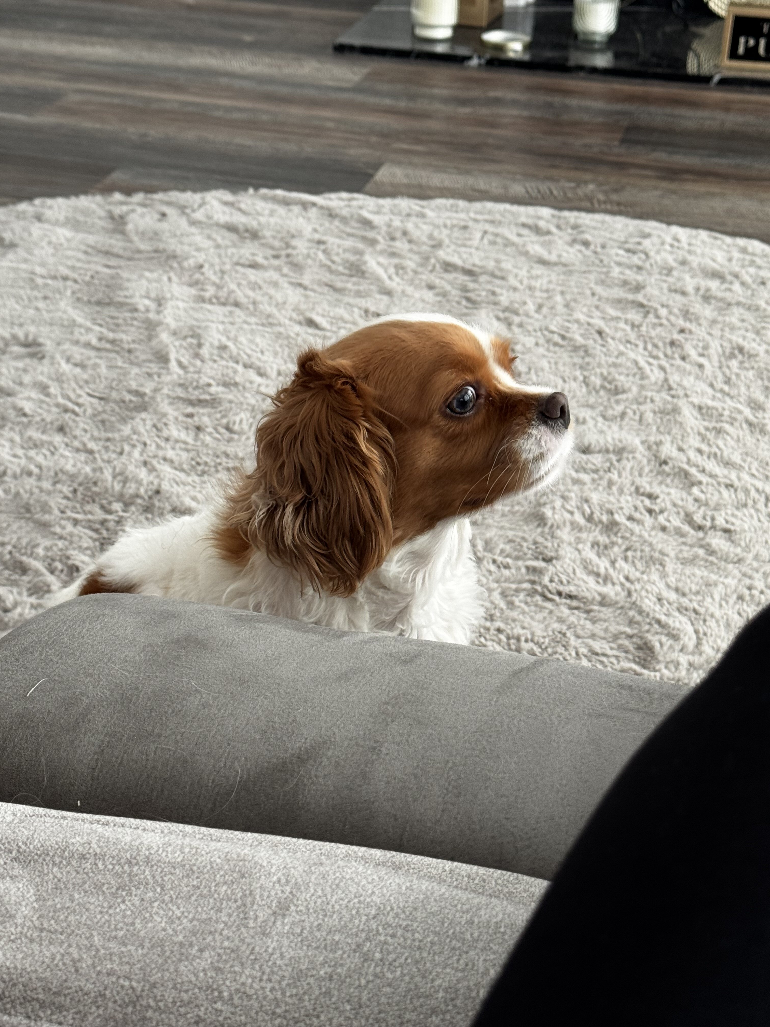 cavalier king charles spaniel image 5