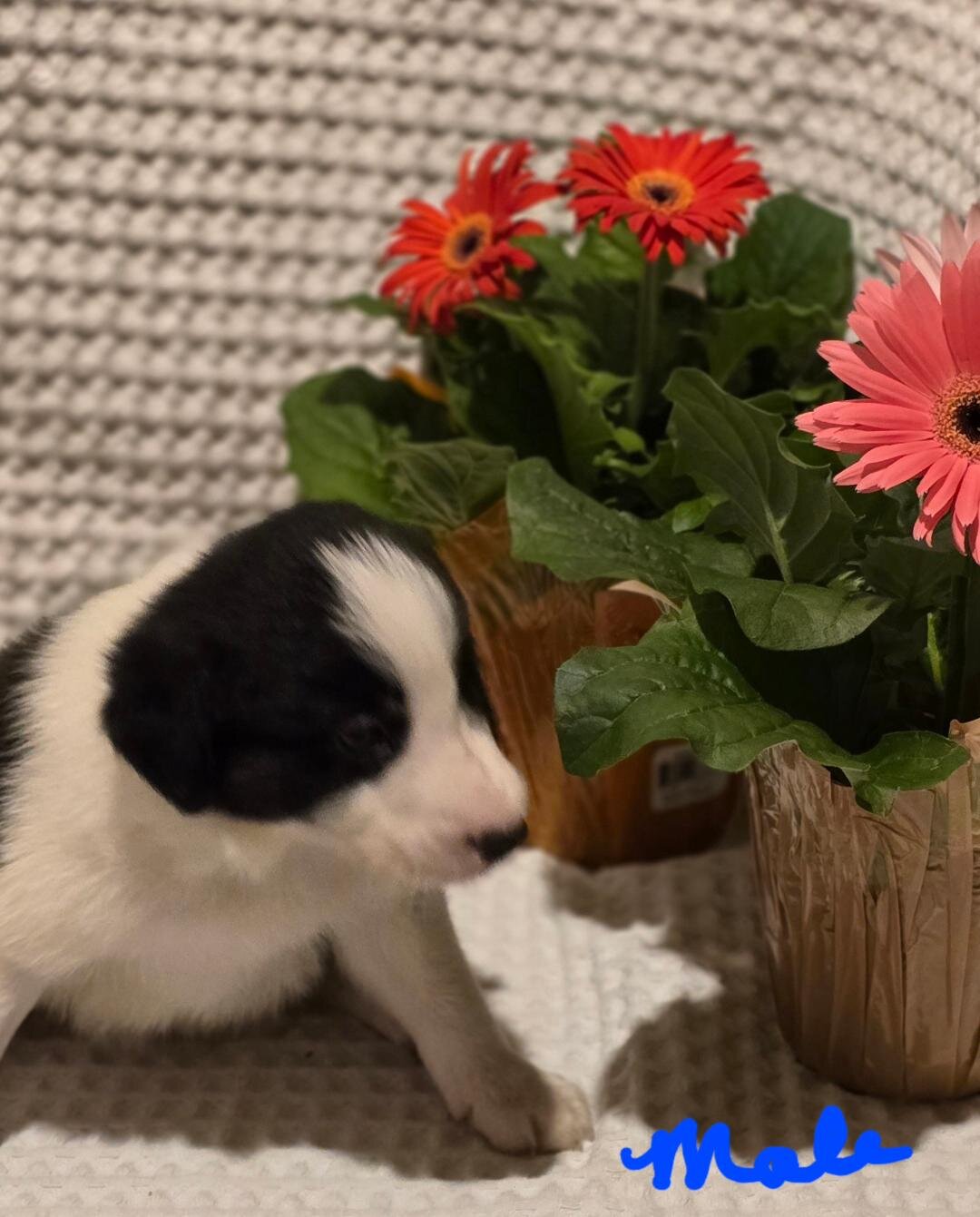ABCA Border Collie Puppies image 6