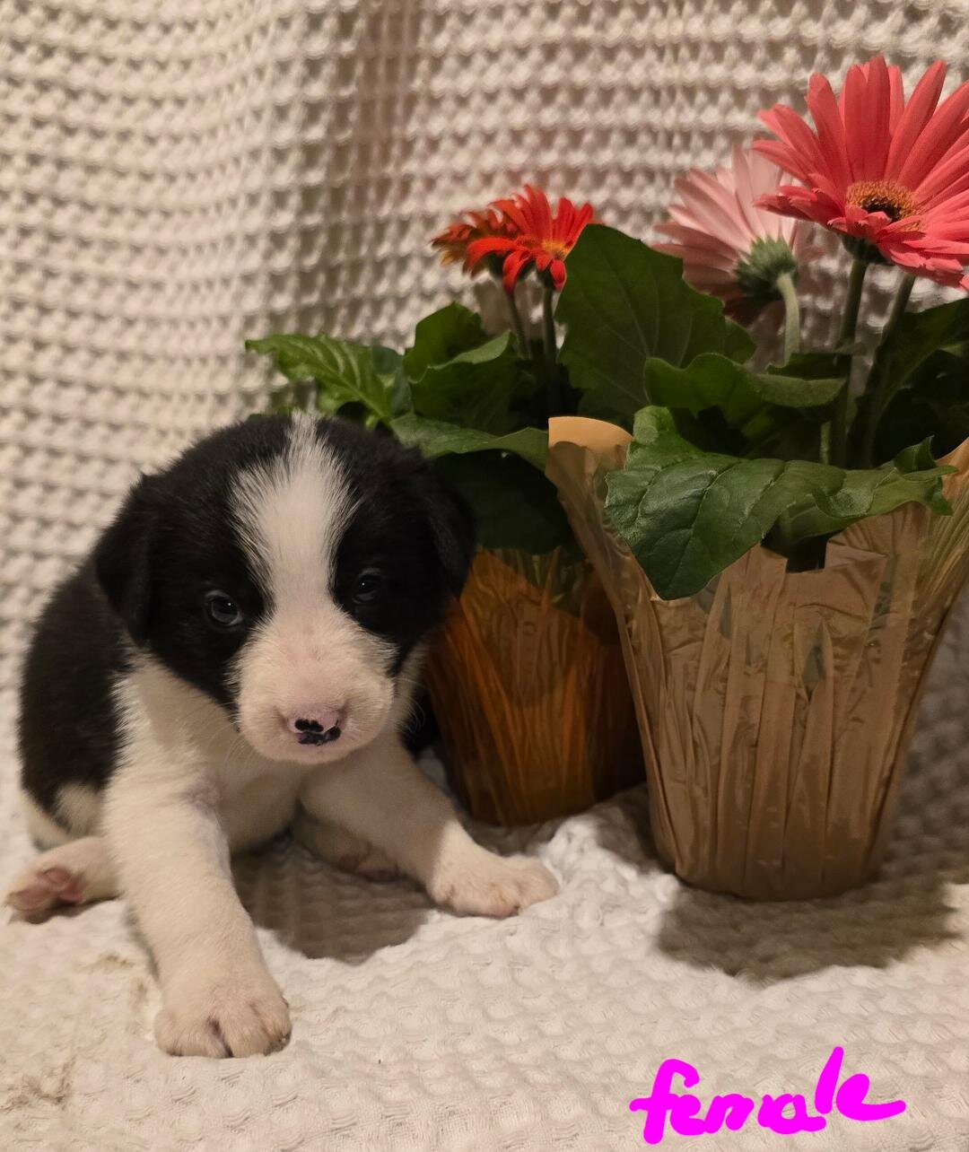 ABCA Border Collie Puppies image 5