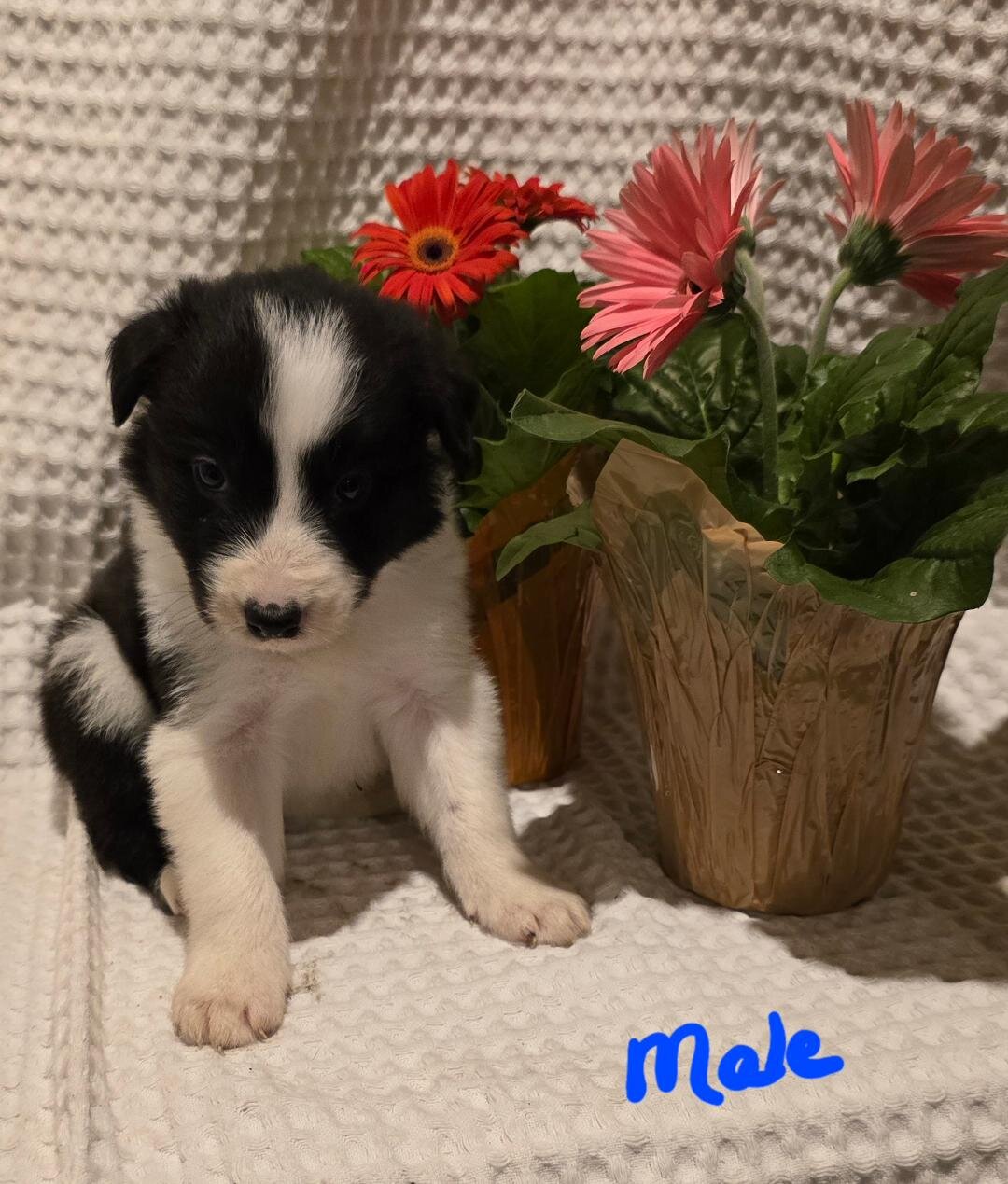 ABCA Border Collie Puppies image 4
