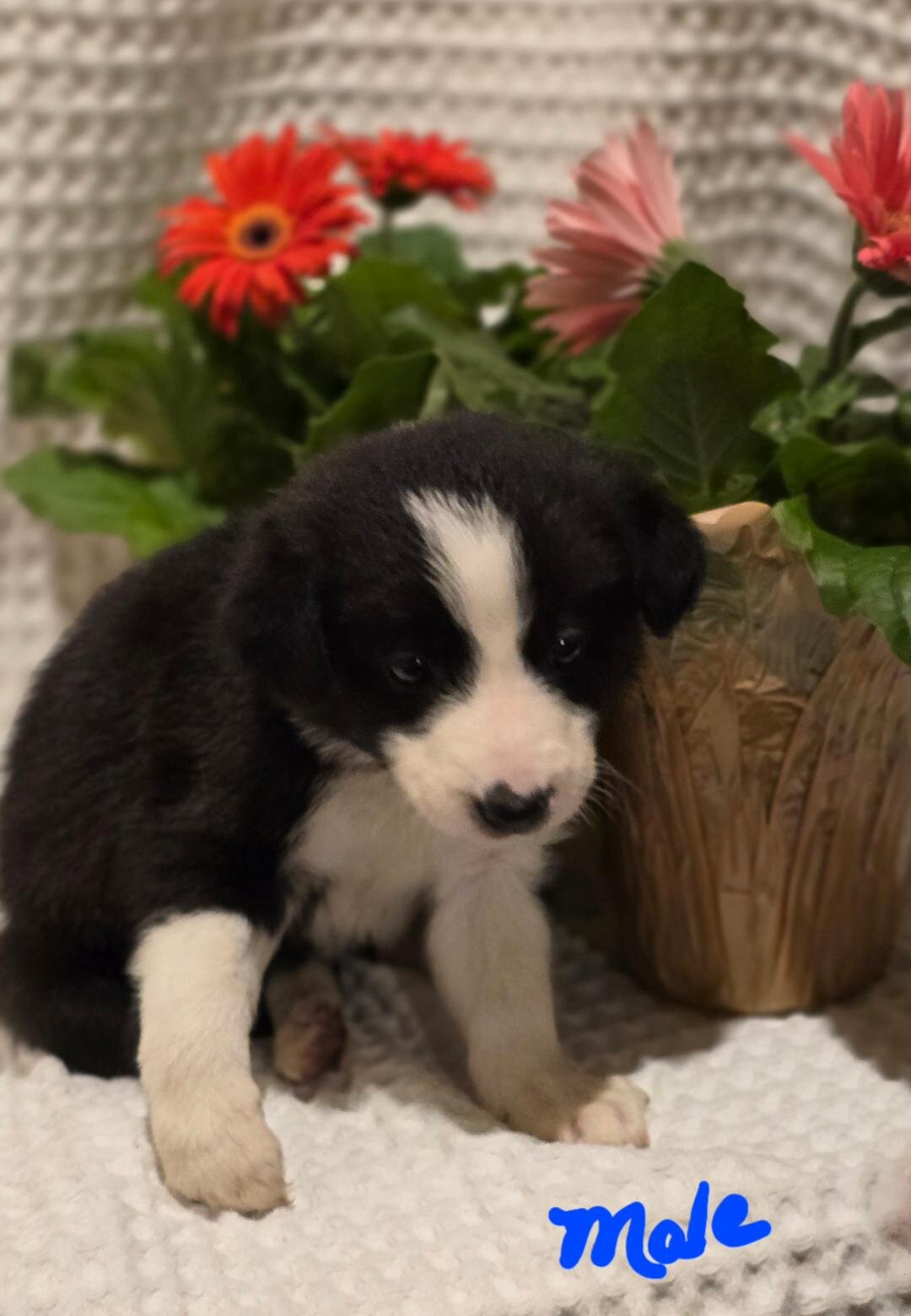 ABCA Border Collie Puppies image 3