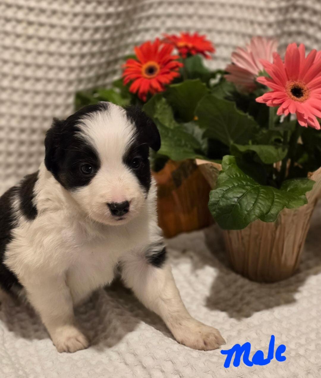 ABCA Border Collie Puppies image 2