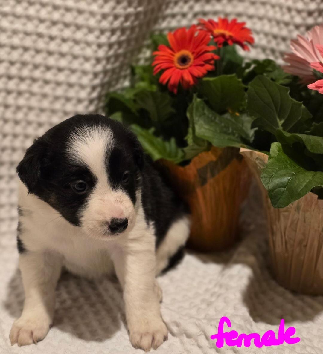 ABCA Border Collie Puppies image 1