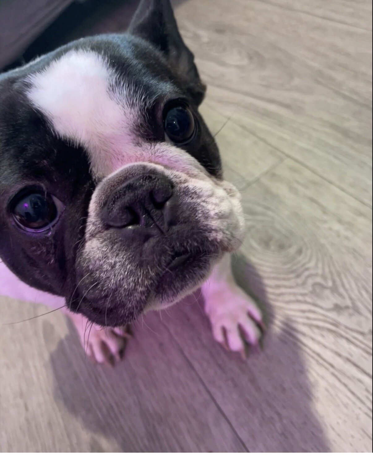Female French Bulldog – 2 Years Old – Healthy image 3