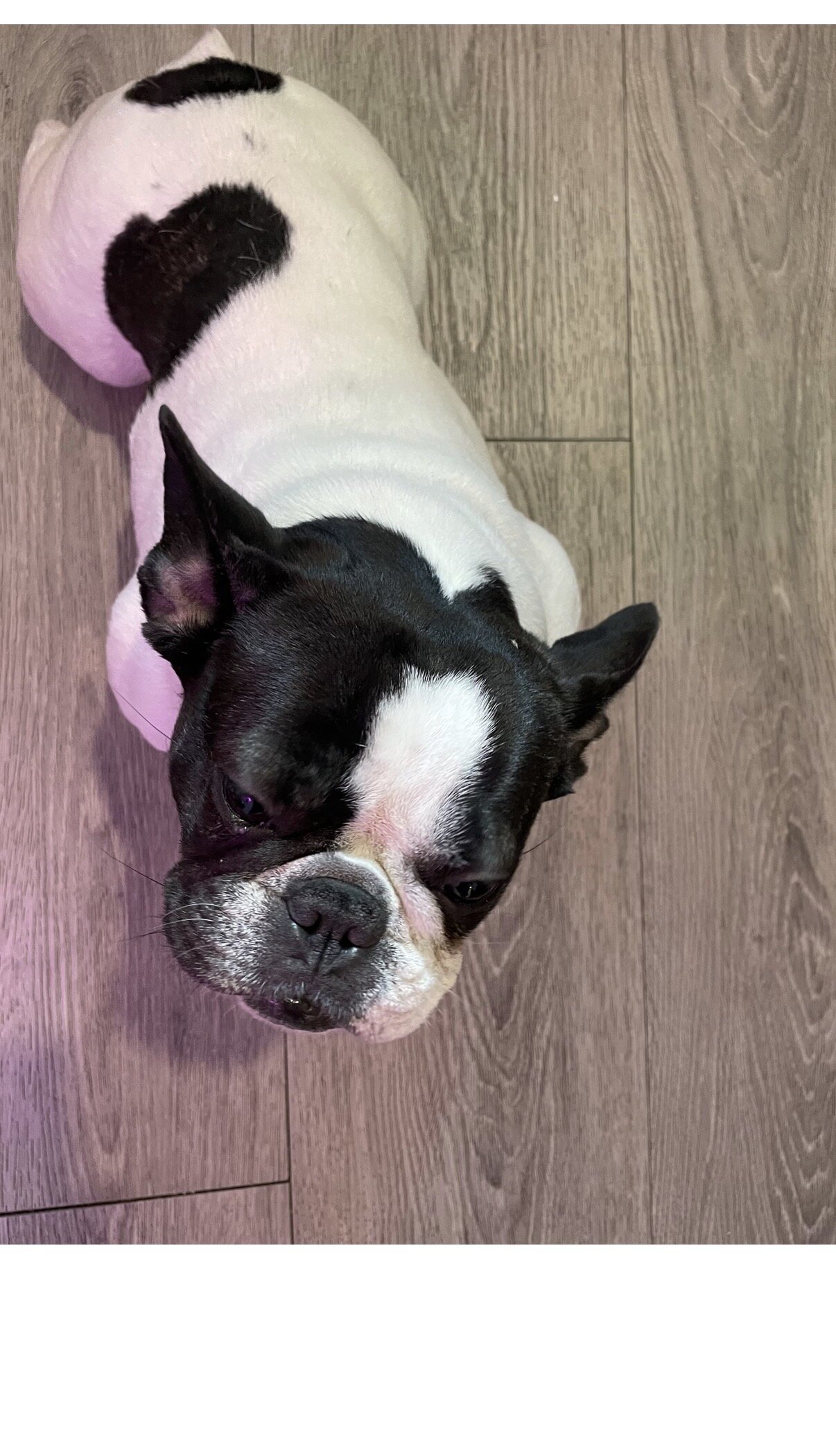 Female French Bulldog – 2 Years Old – Healthy image 2
