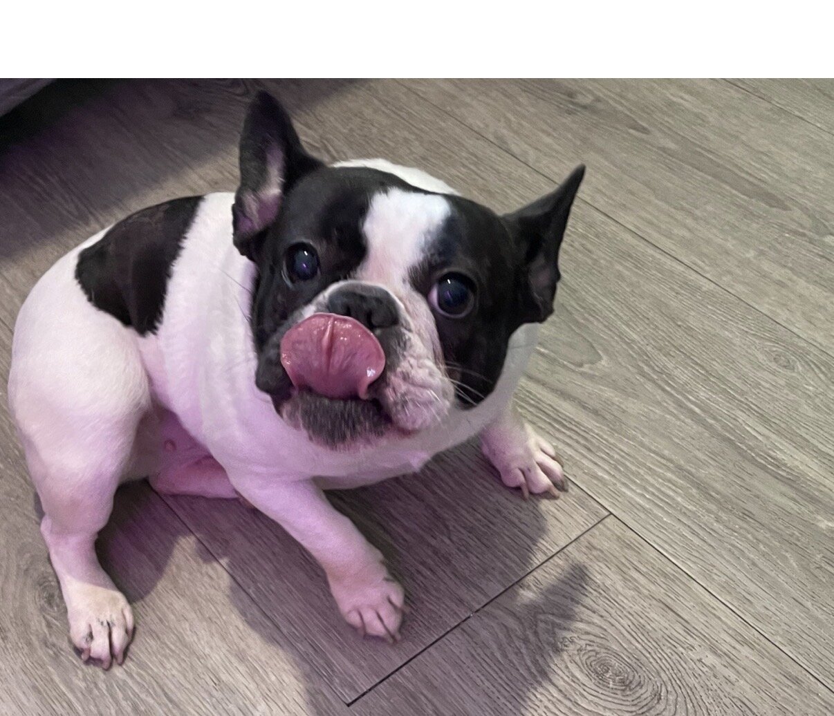 Female French Bulldog – 2 Years Old – Healthy image 1