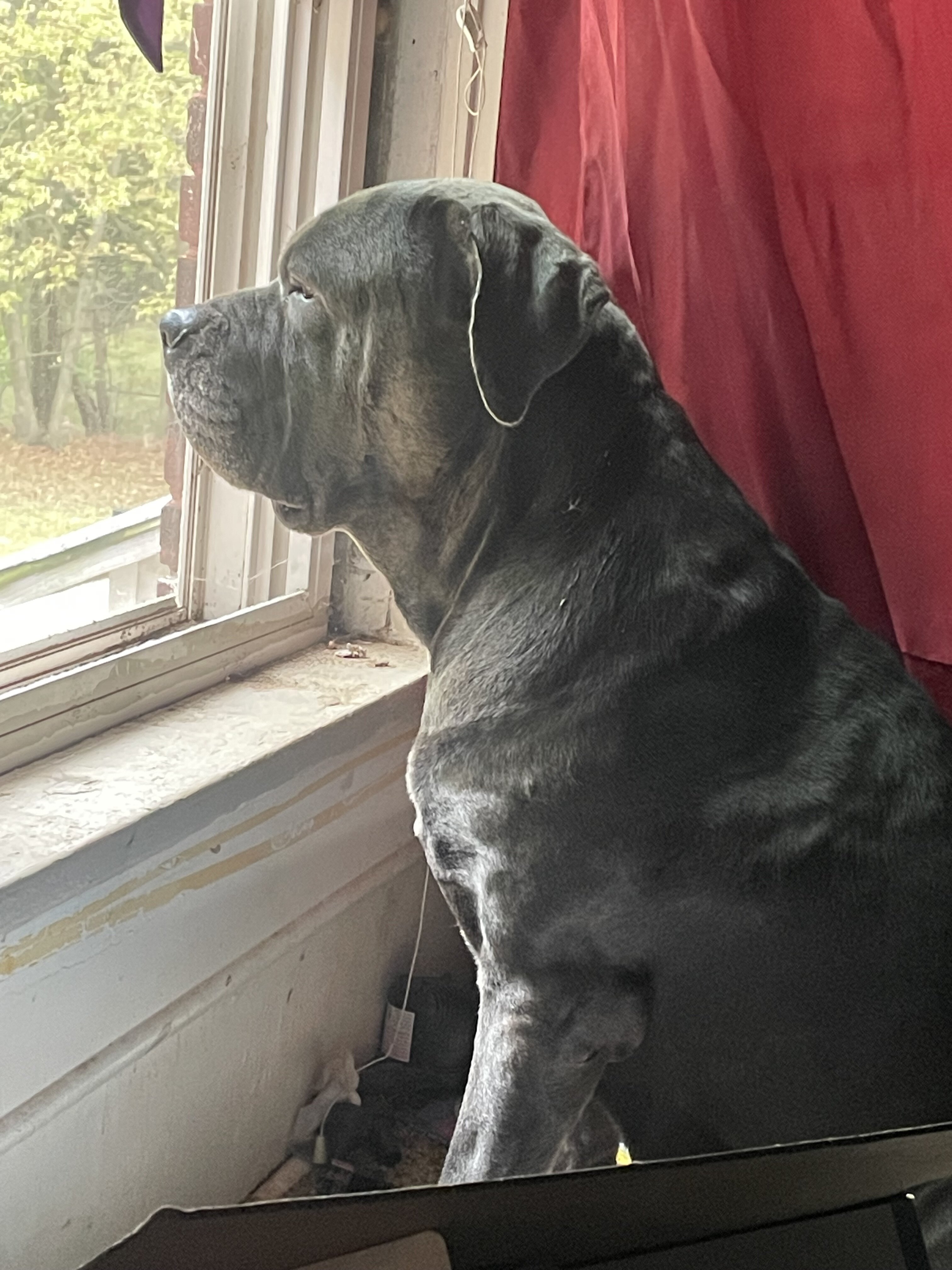 AKC Cane Corsos image 3