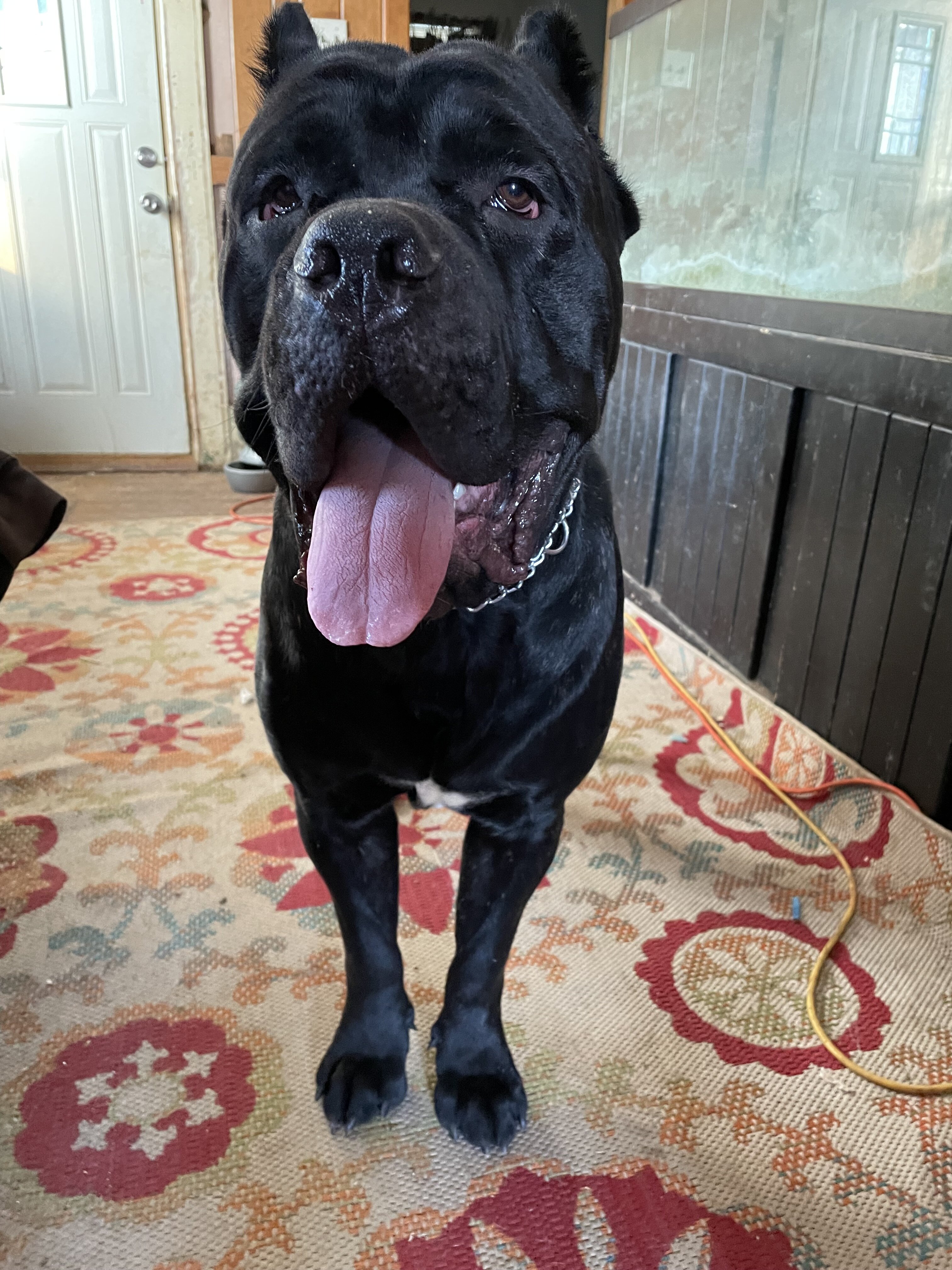 AKC Cane Corsos image 2
