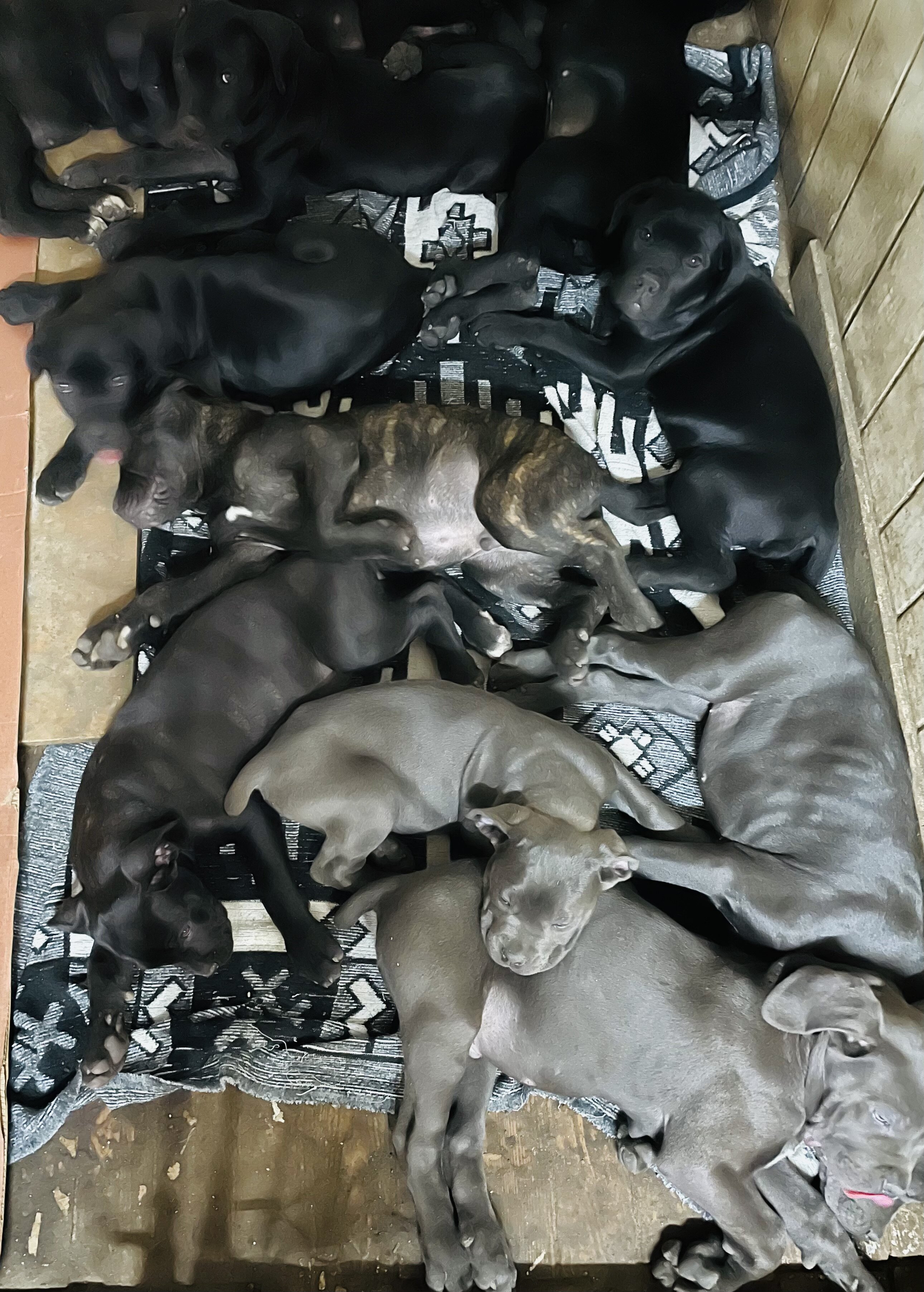 AKC Cane Corsos image 1