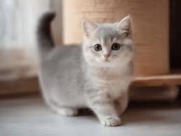 Brindle Female Munchkin Kitten image 2