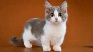 Brindle Female Munchkin Kitten image 1