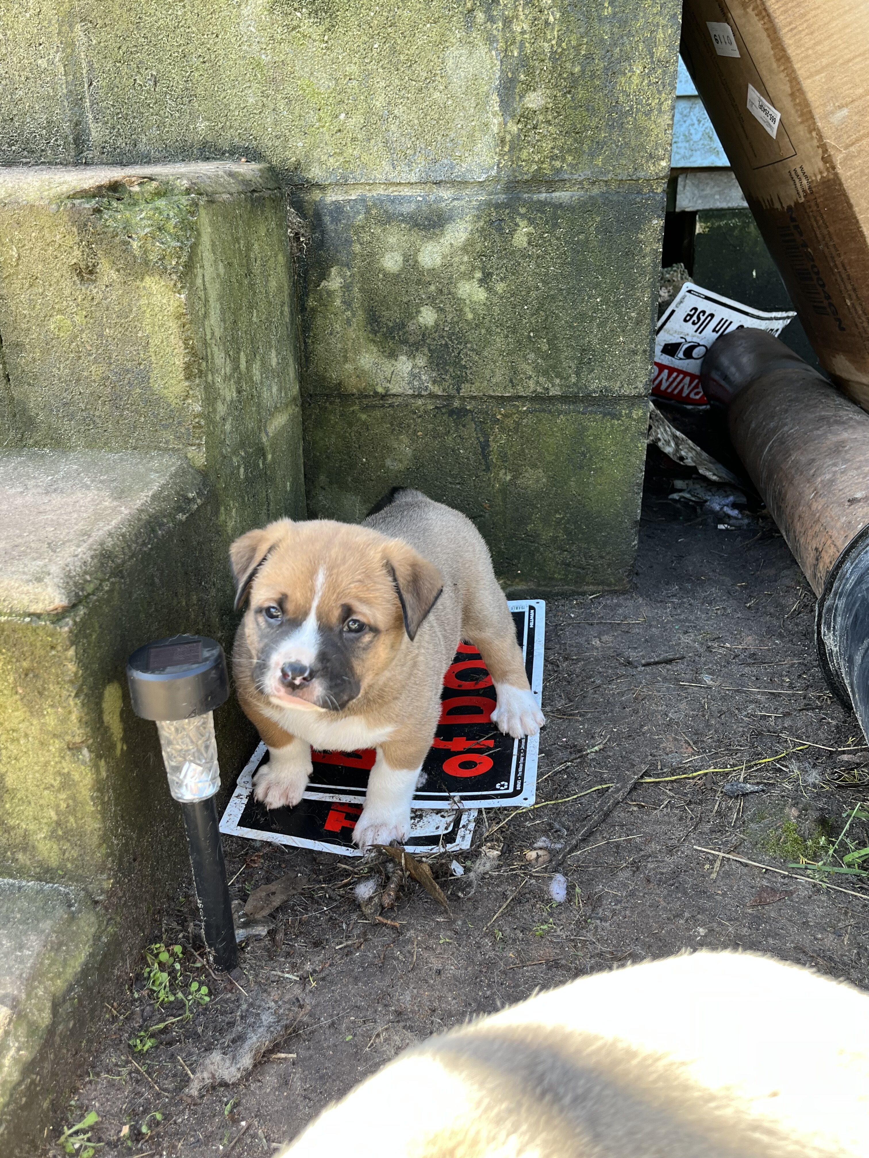 KangalxBully puppies image 5