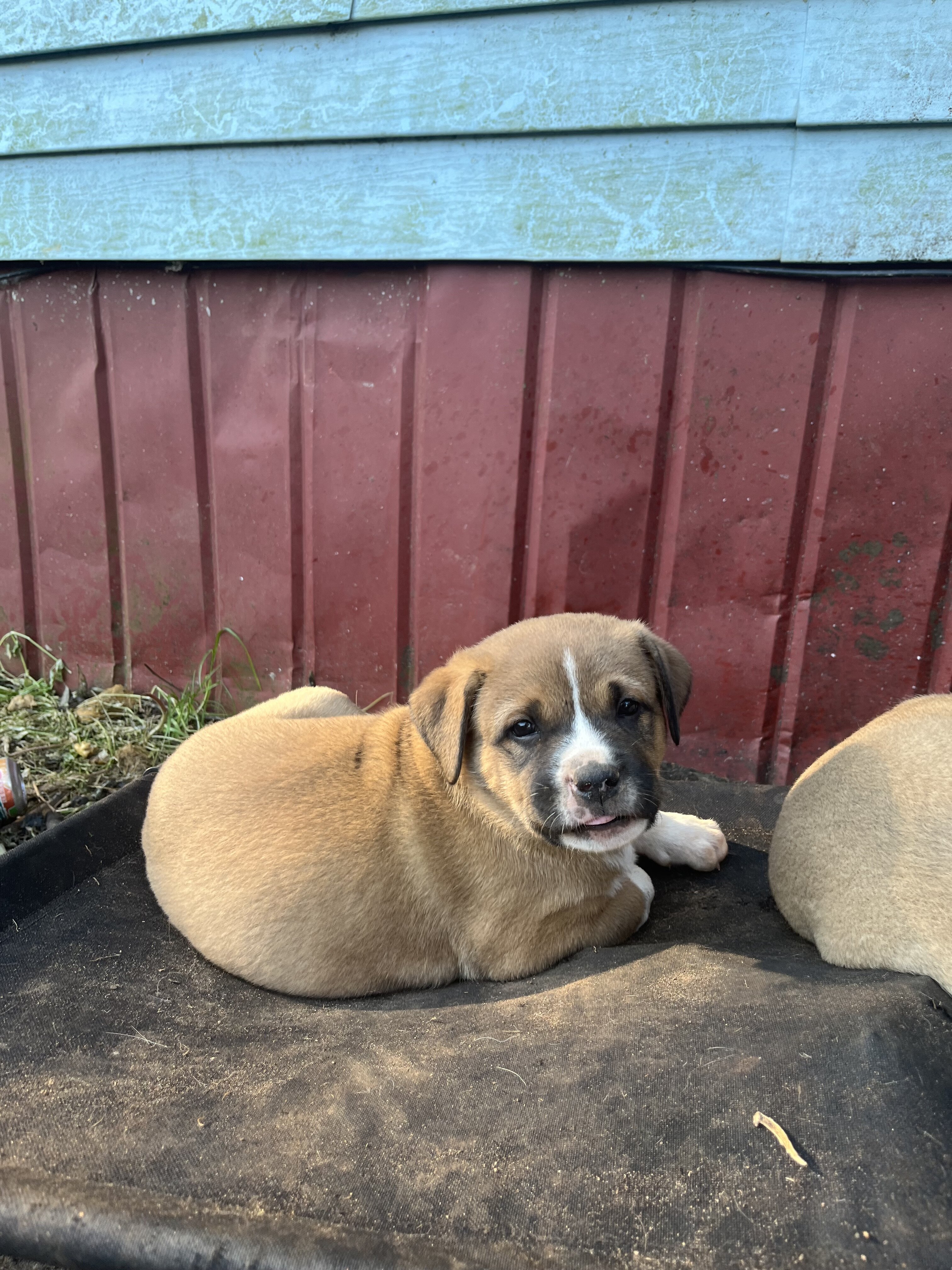 KangalxBully puppies image 4