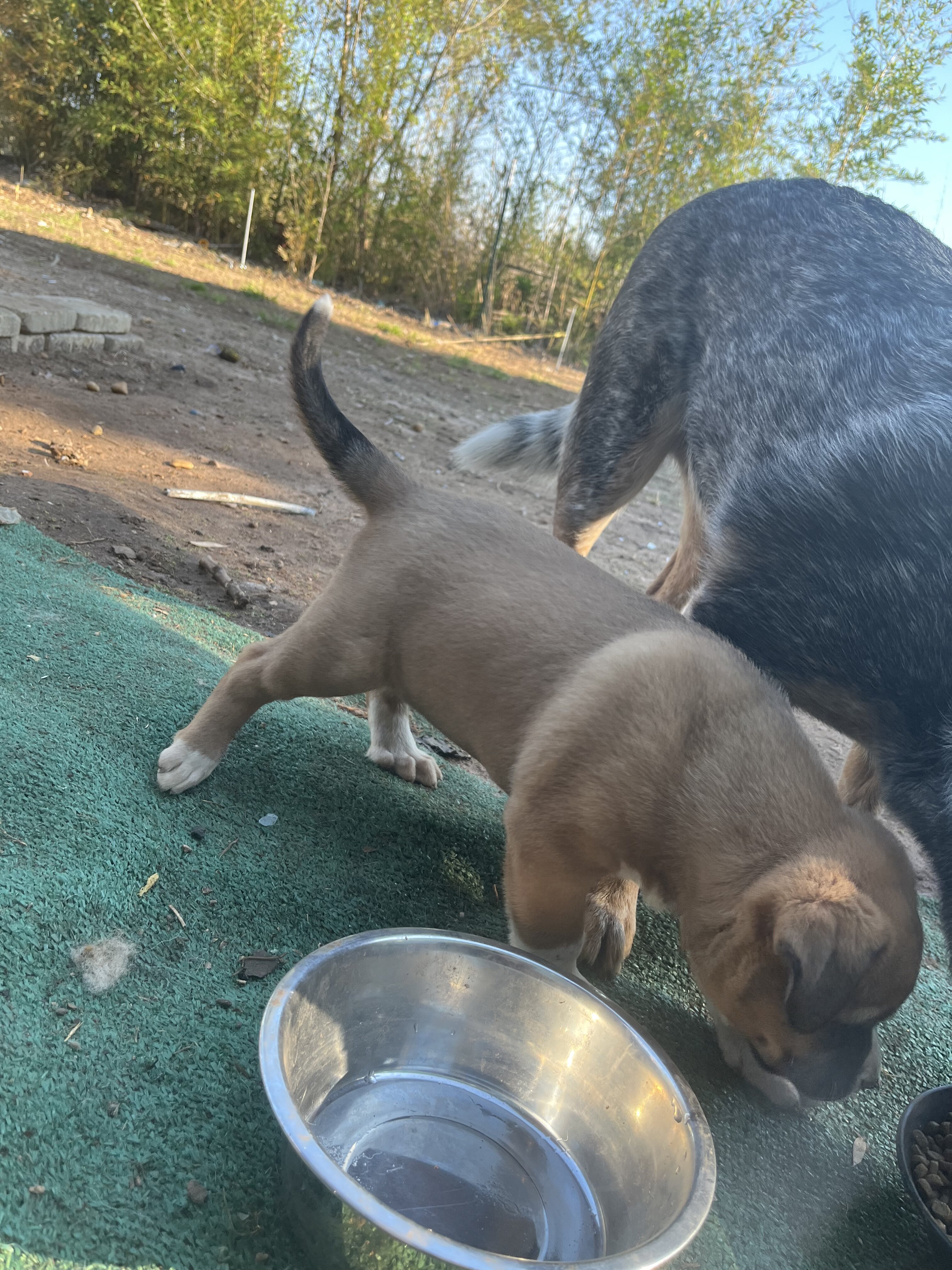 KangalxBully puppies image 3