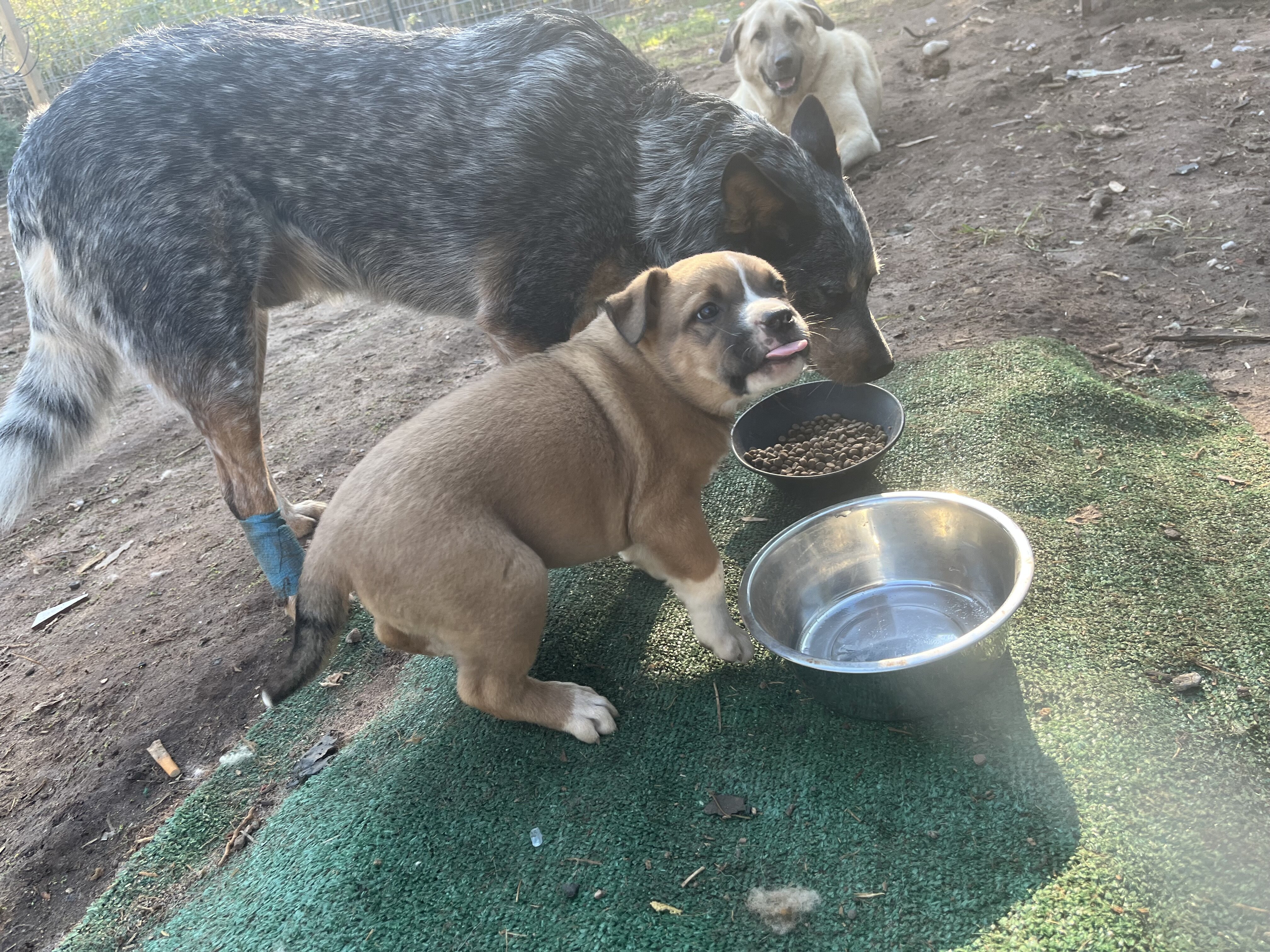 KangalxBully puppies image 1