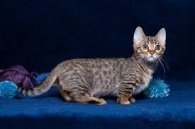 Affectionate Munchkin Kittens Ready Now image 1