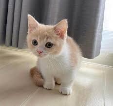 Royalty Munchkin Kittens Available image 1