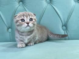 Vet Checked Munchkin Kittens Ready Now image 1