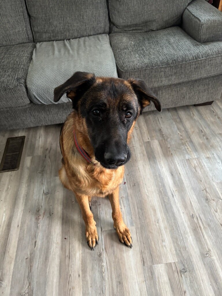 GSD image 2